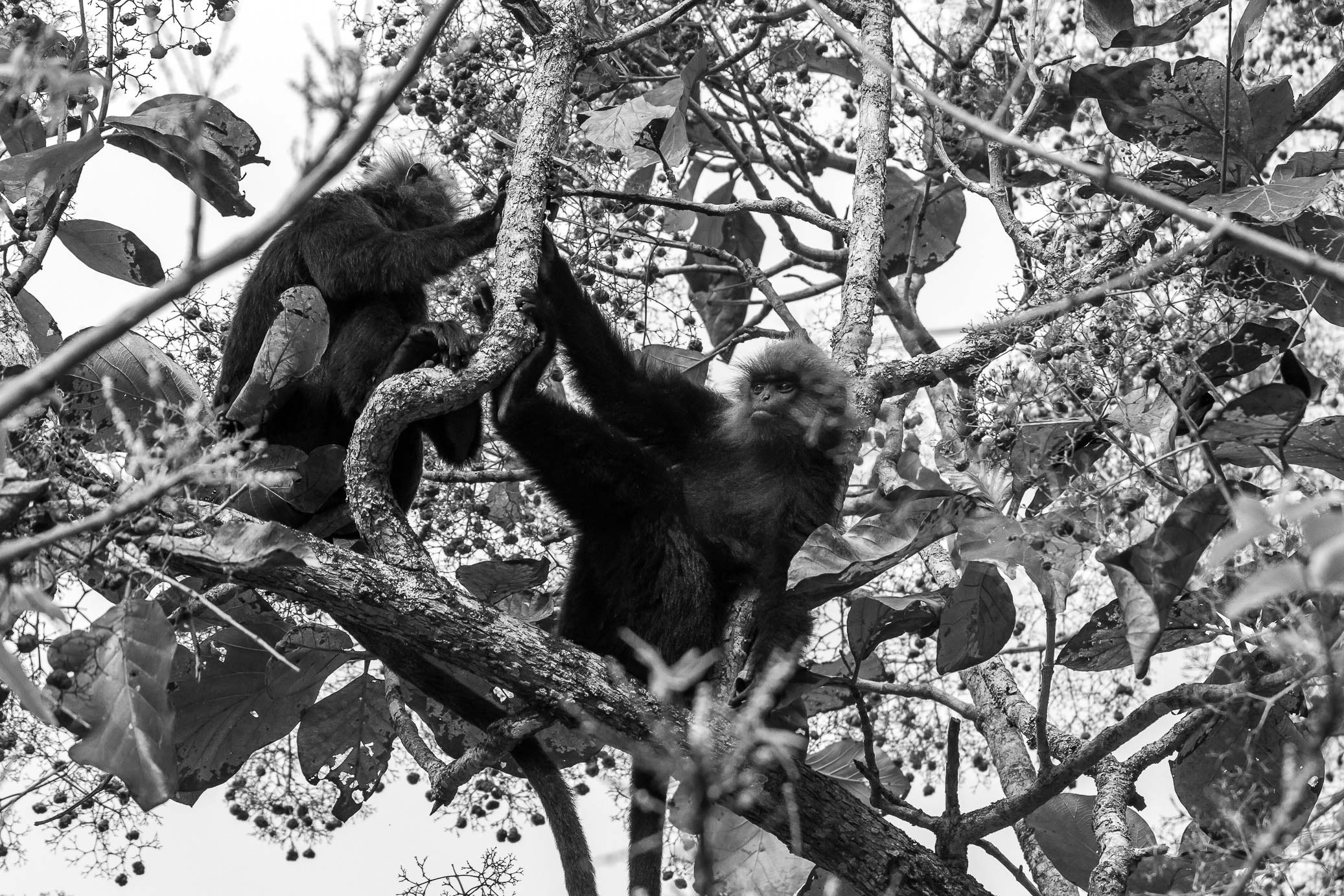 /Guewen/galeries/public/Nature/Inde/Kumily_Singe/langur-john_003.jpg
