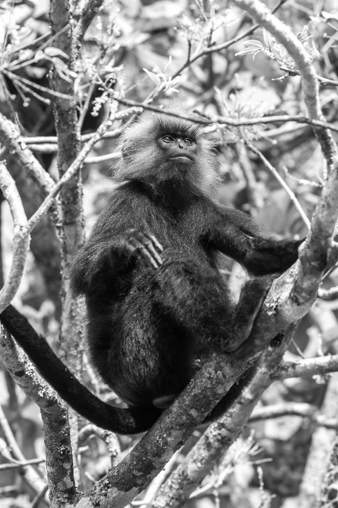 /Guewen/galeries/public/Nature/Inde/Kumily_Singe/langur-john_013.jpg