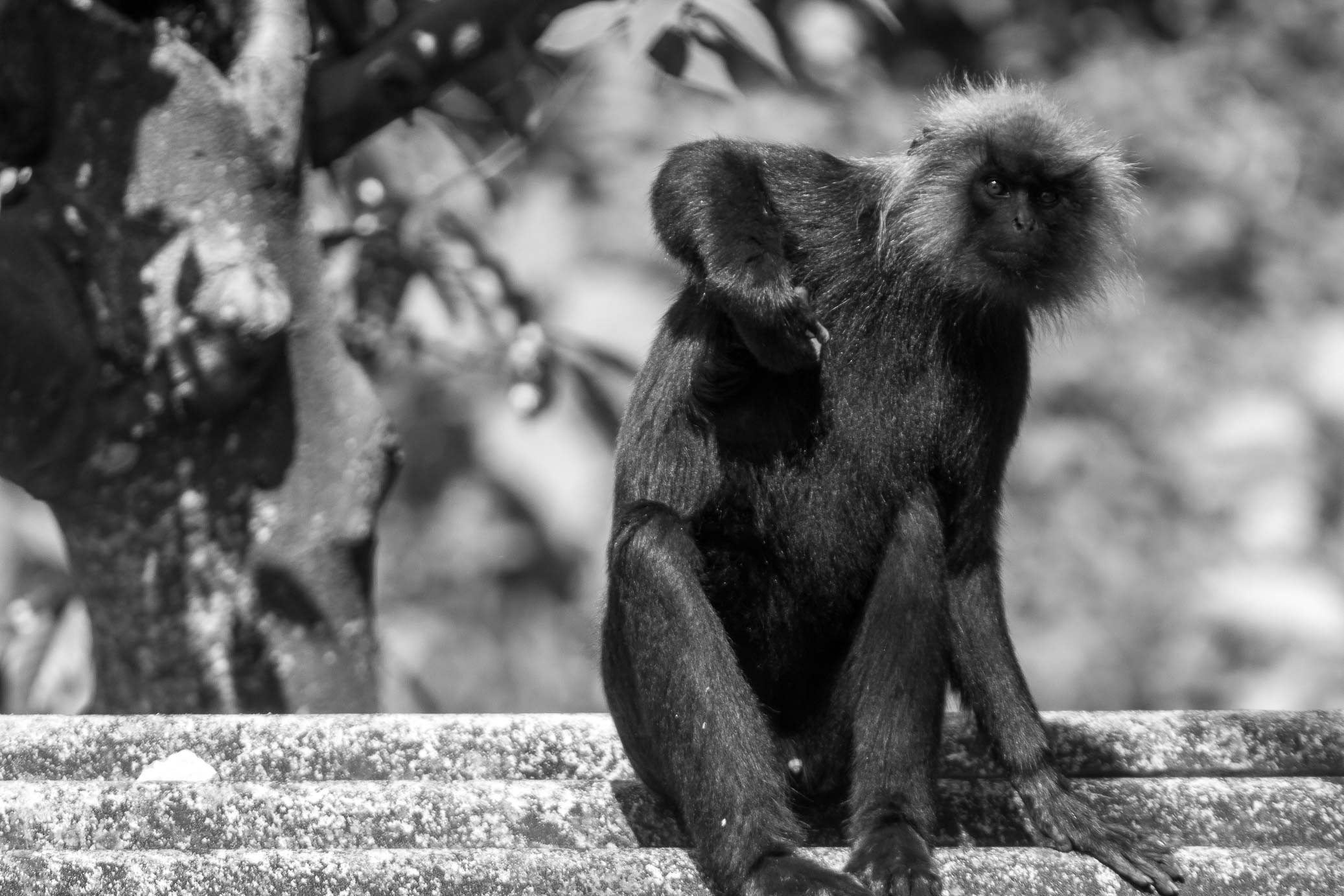 /Guewen/galeries/public/Nature/Inde/Kumily_Singe/langur-john_024.jpg
