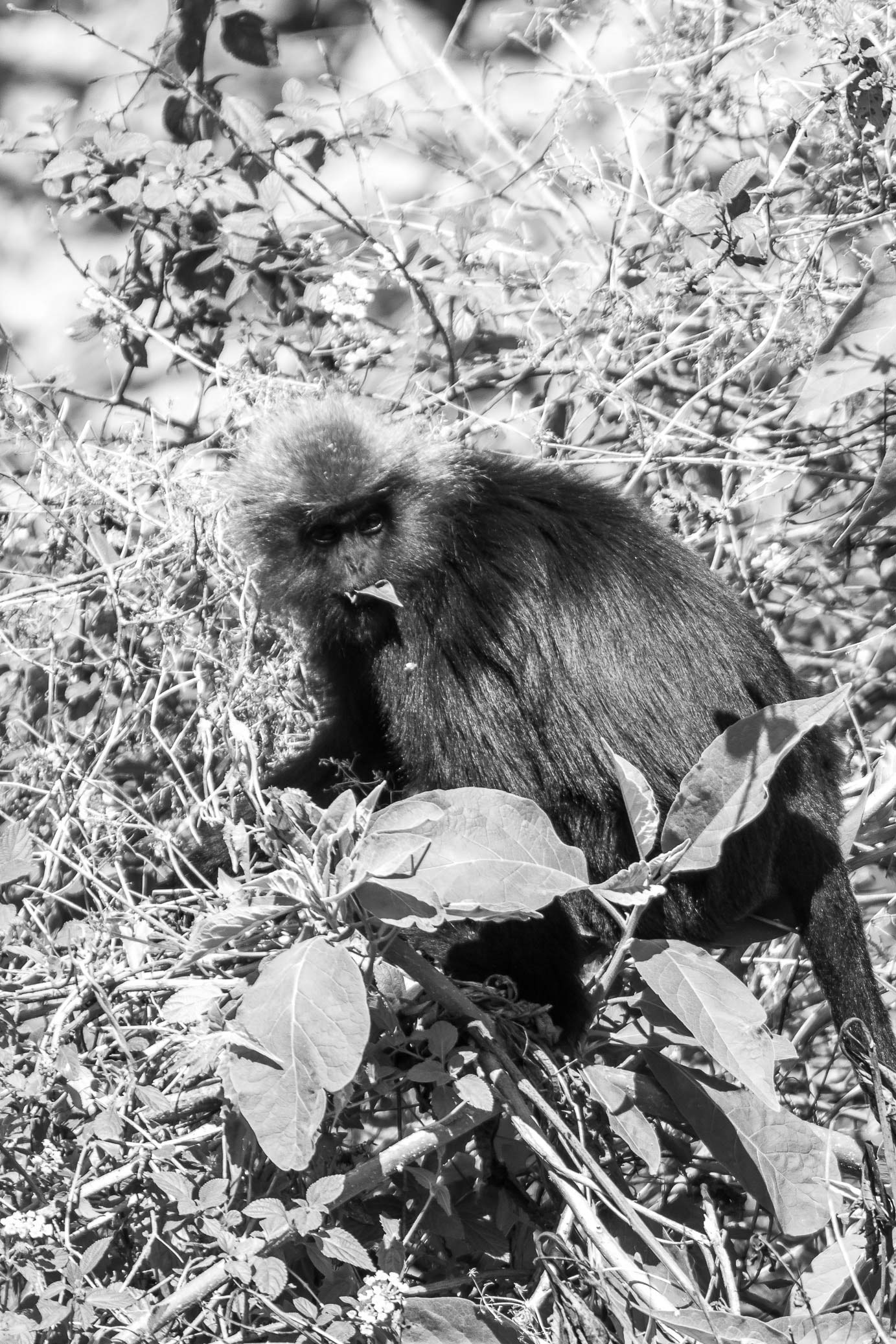 /Guewen/galeries/public/Nature/Inde/Kumily_Singe/langur-john_027.jpg