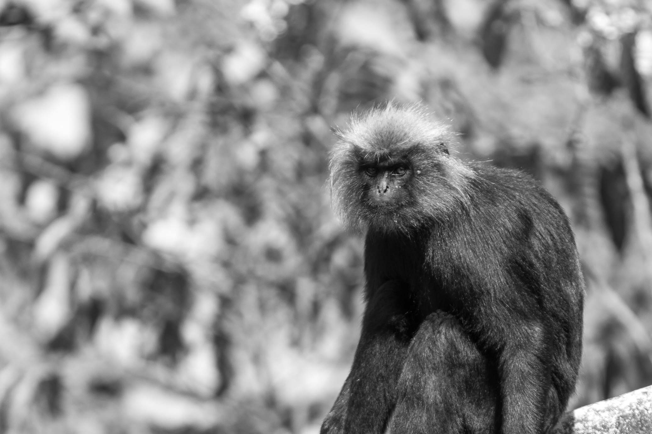 /Guewen/galeries/public/Nature/Inde/Kumily_Singe/langur-john_028.jpg