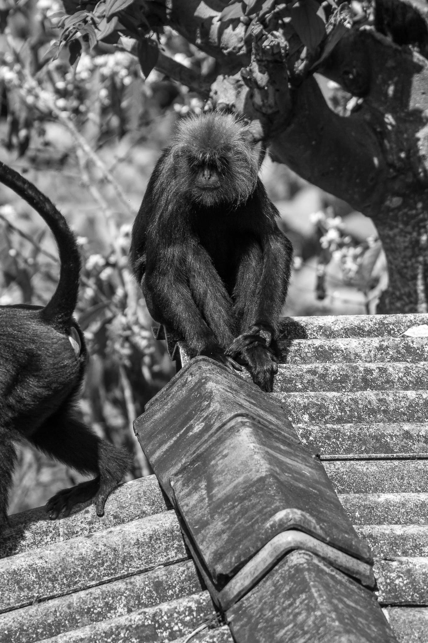 /Guewen/galeries/public/Nature/Inde/Kumily_Singe/langur-john_043.jpg