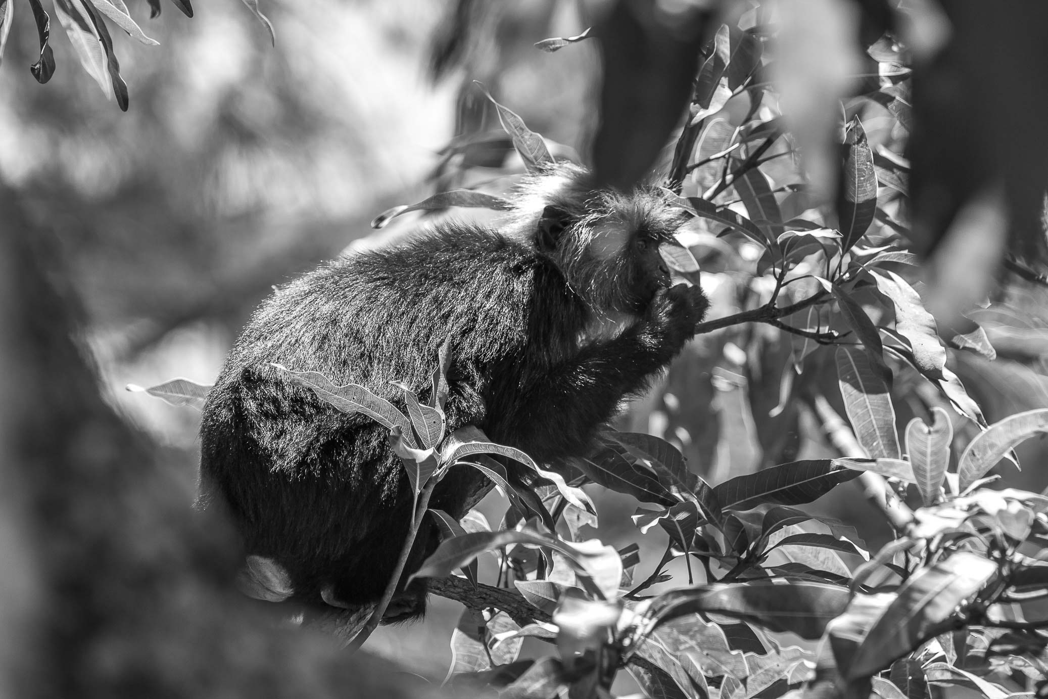 /Guewen/galeries/public/Nature/Inde/Kumily_Singe/langur-john_049.jpg