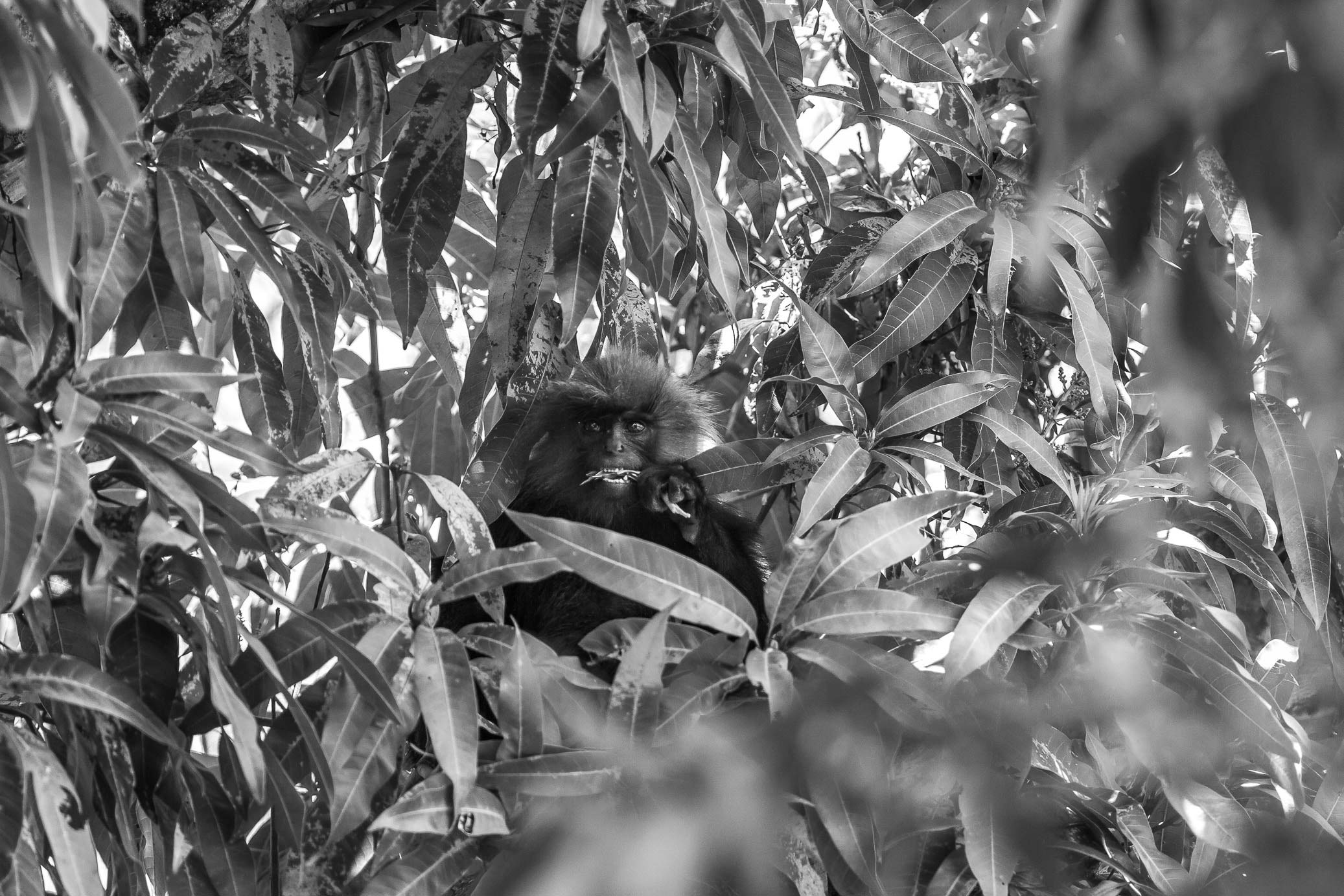 /Guewen/galeries/public/Nature/Inde/Kumily_Singe/langur-john_053.jpg