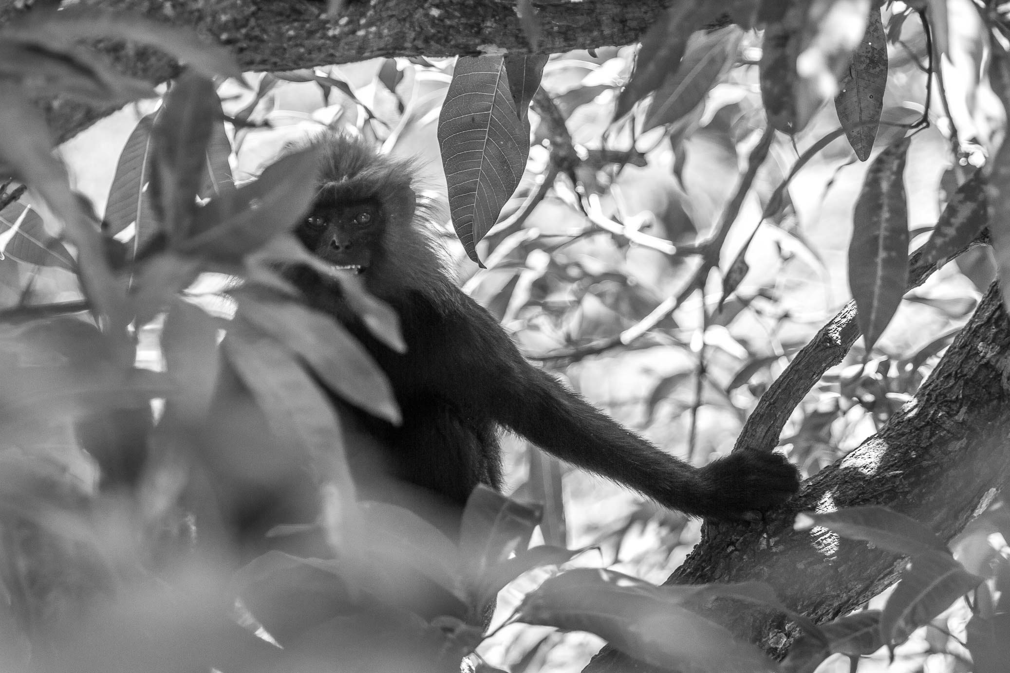 /Guewen/galeries/public/Nature/Inde/Kumily_Singe/langur-john_068.jpg