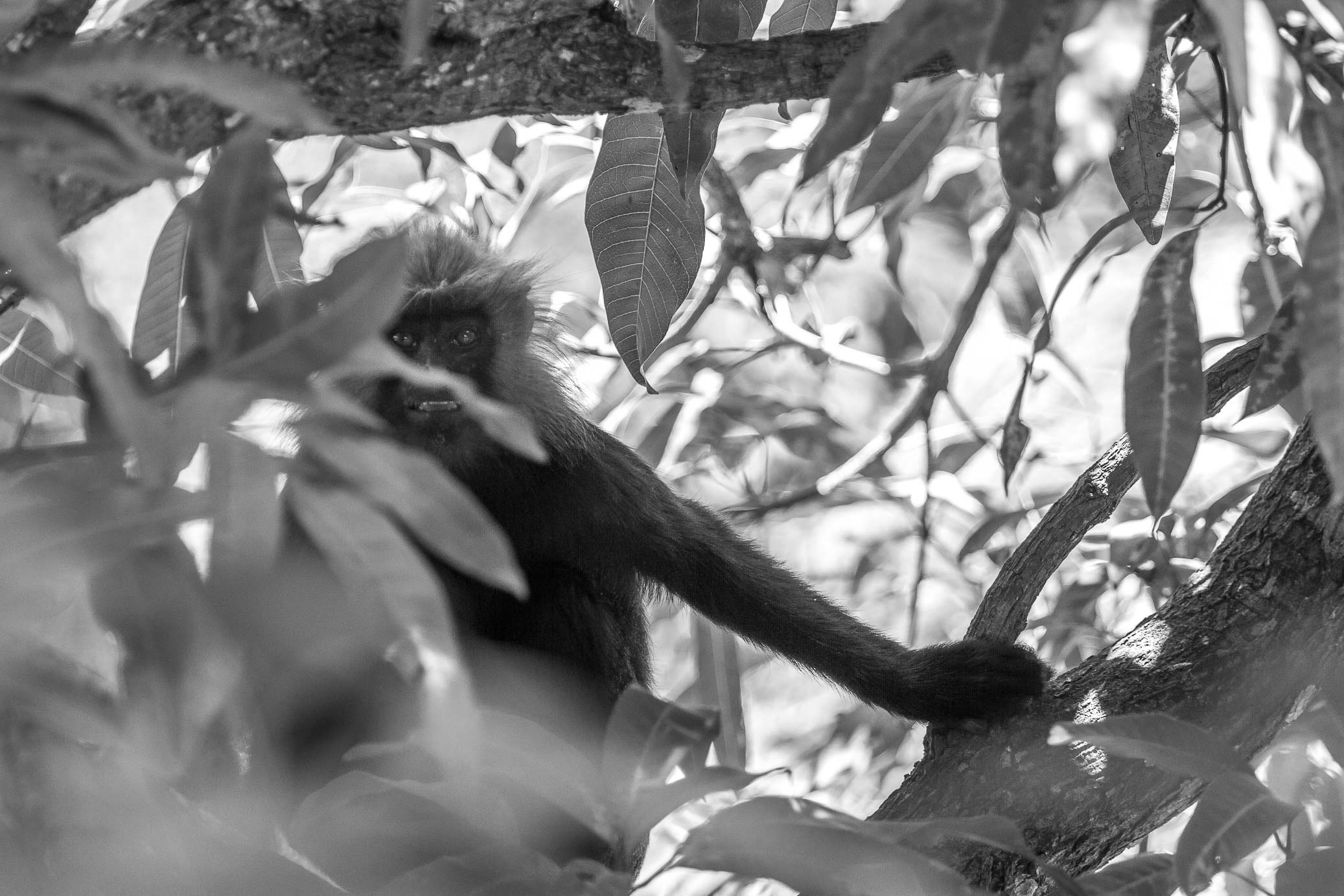 /Guewen/galeries/public/Nature/Inde/Kumily_Singe/langur-john_070.jpg