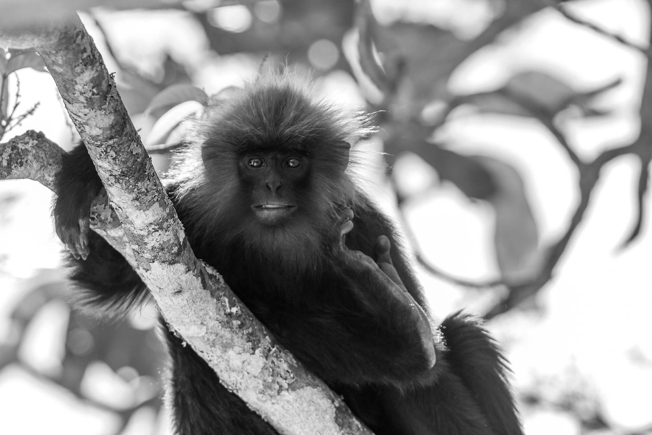 /Guewen/galeries/public/Nature/Inde/Kumily_Singe/langur-john_078.jpg