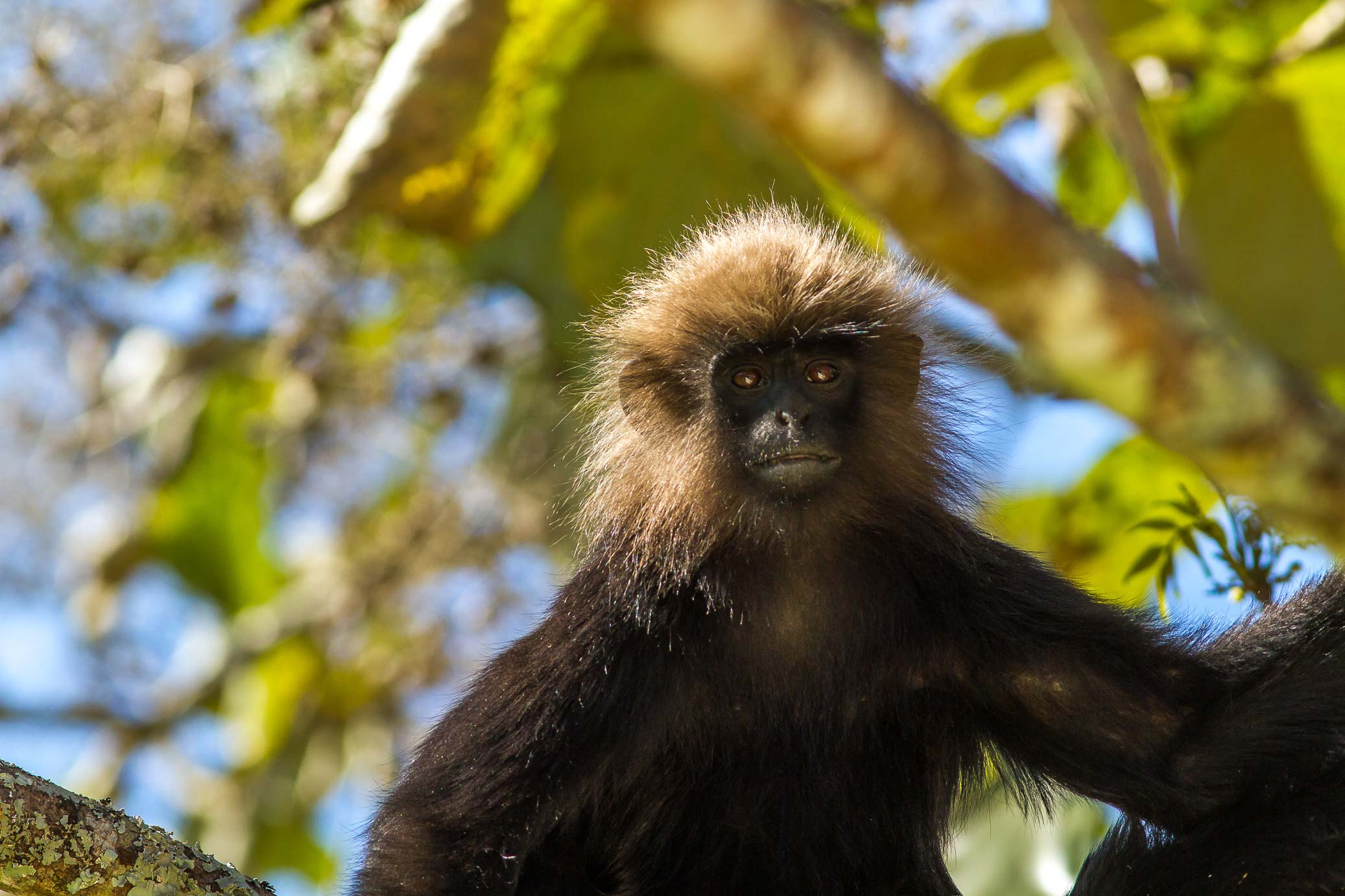 /Guewen/galeries/public/Nature/Inde/Kumily_Singe/langur-john_082.jpg