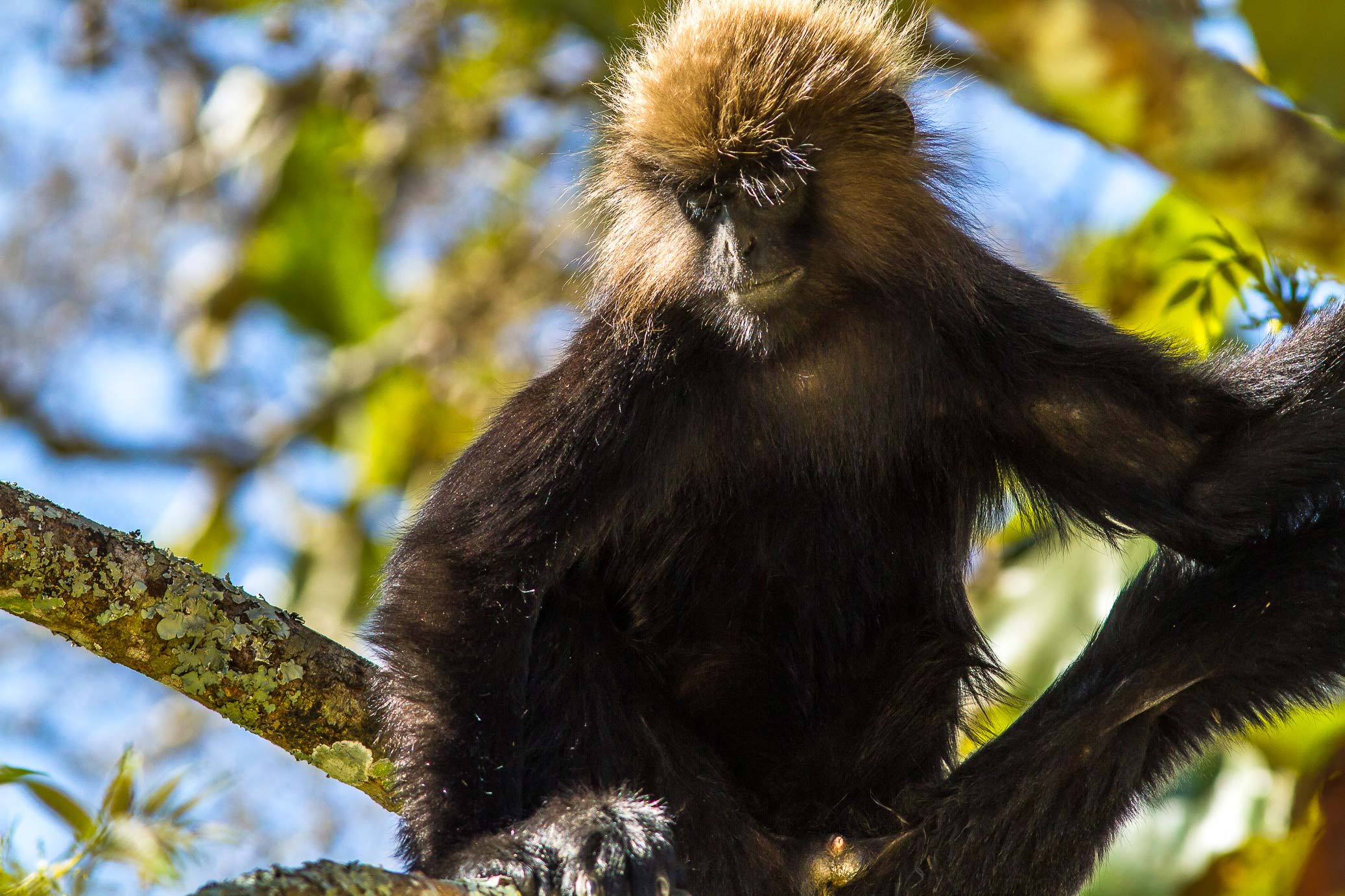 /Guewen/galeries/public/Nature/Inde/Kumily_Singe/langur-john_085.jpg