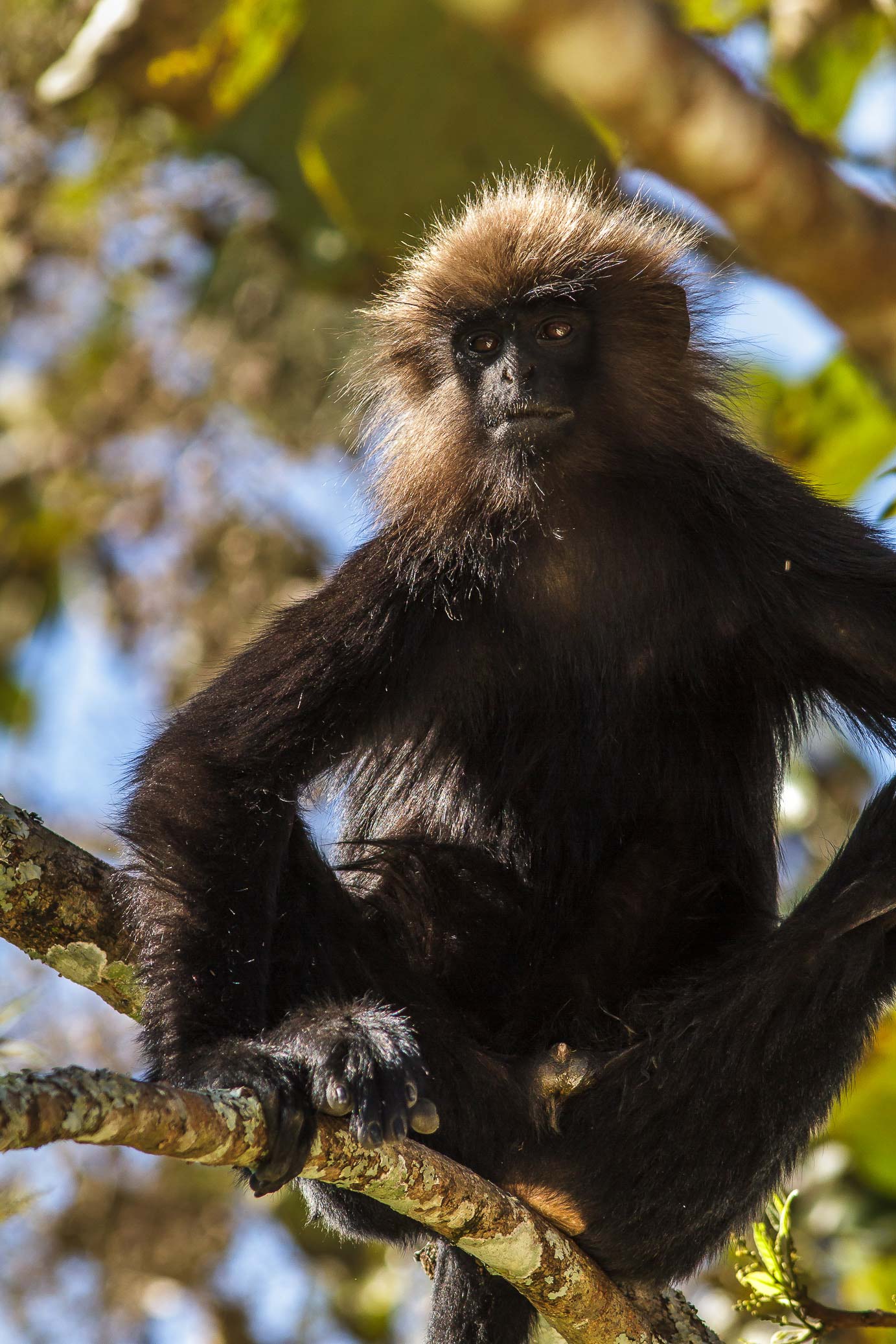 /Guewen/galeries/public/Nature/Inde/Kumily_Singe/langur-john_088.jpg
