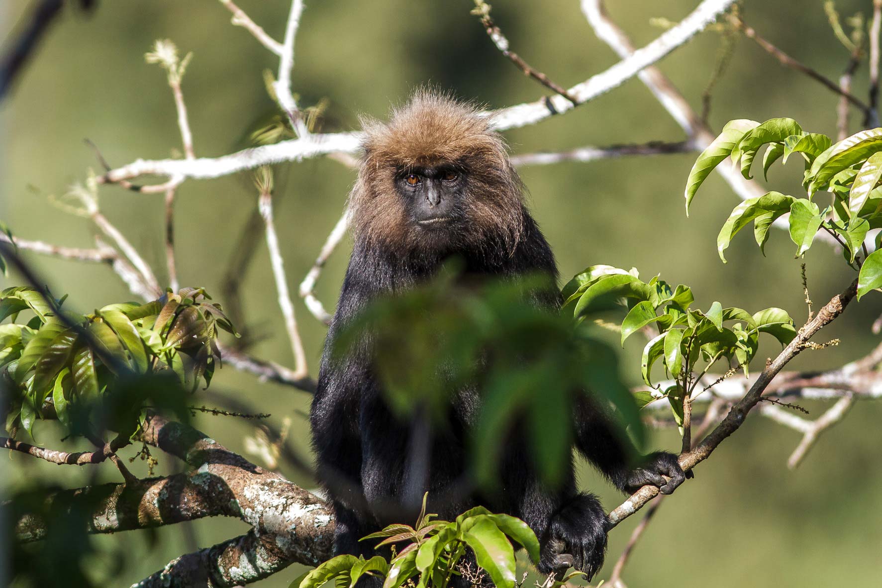 /Guewen/galeries/public/Nature/Inde/Kumily_Singe/langur-john_089.jpg