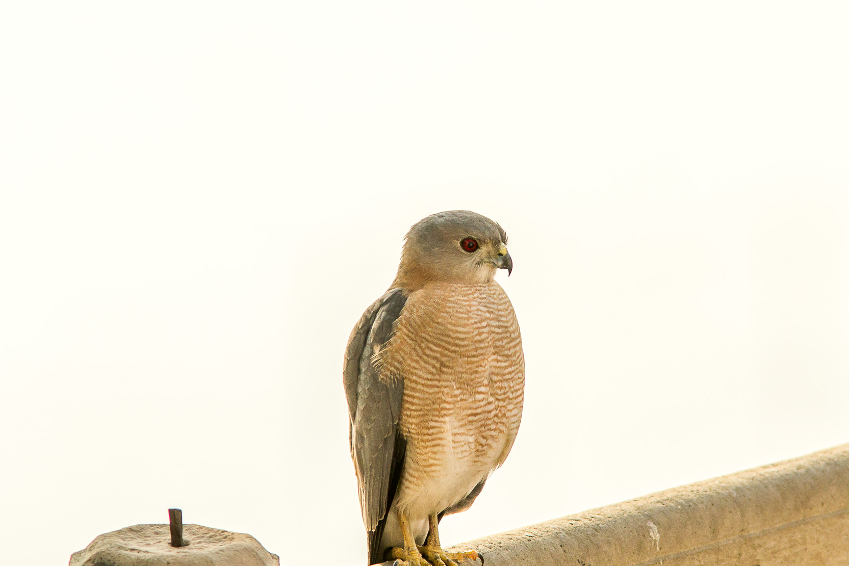 /Guewen/galeries/public/Nature/Inde/epervier-shikra/epervier-shikra_004.jpg