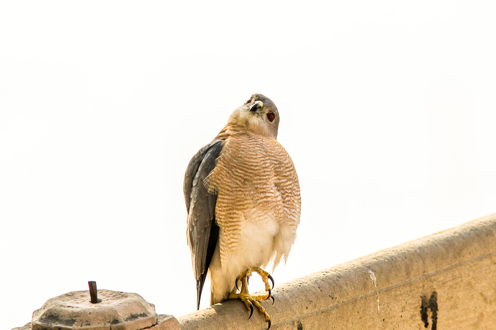 /Guewen/galeries/public/Nature/Inde/epervier-shikra/epervier-shikra_007.jpg