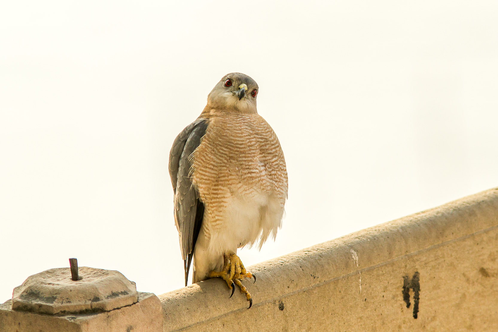 /Guewen/galeries/public/Nature/Inde/epervier-shikra/epervier-shikra_013.jpg
