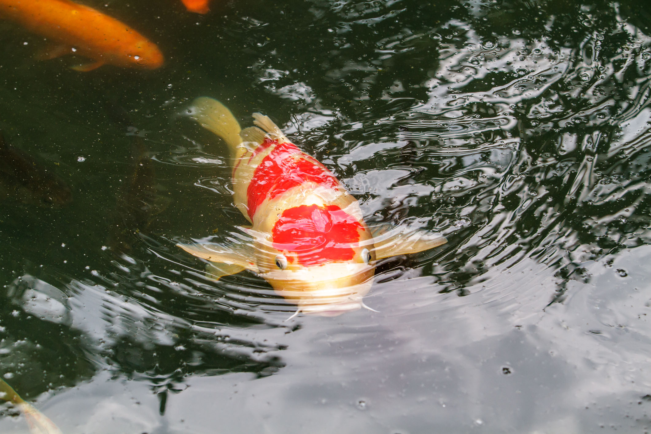 /Guewen/galeries/public/Nature/Japon/Faune/Carpe-Koi_001.jpg
