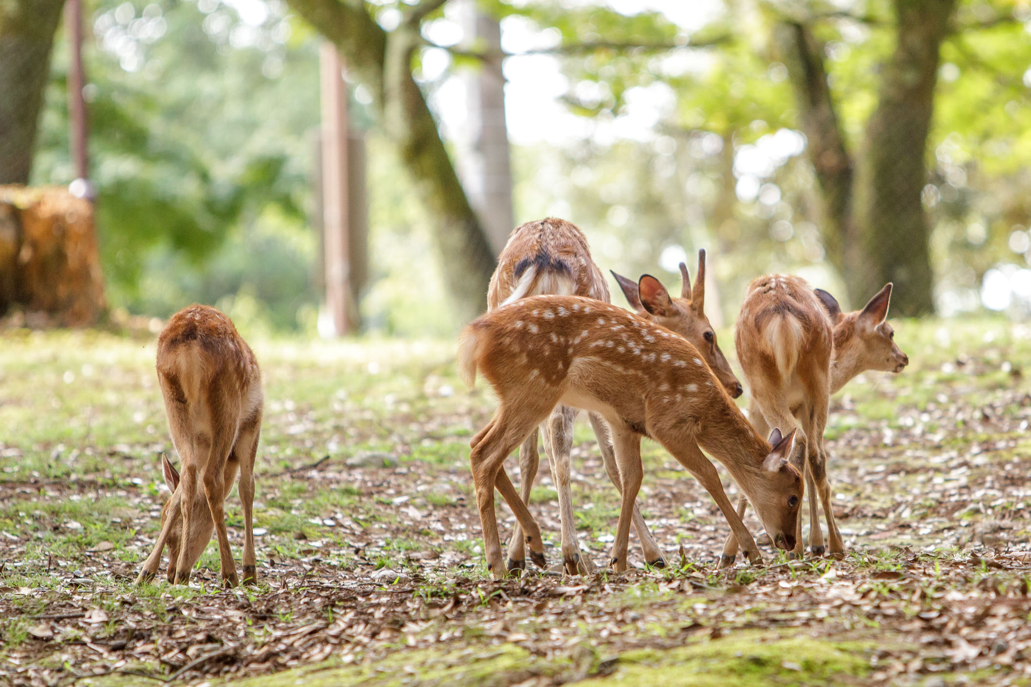 /Guewen/galeries/public/Nature/Japon/Nara-Koen/Cerf-Shika_004.jpg