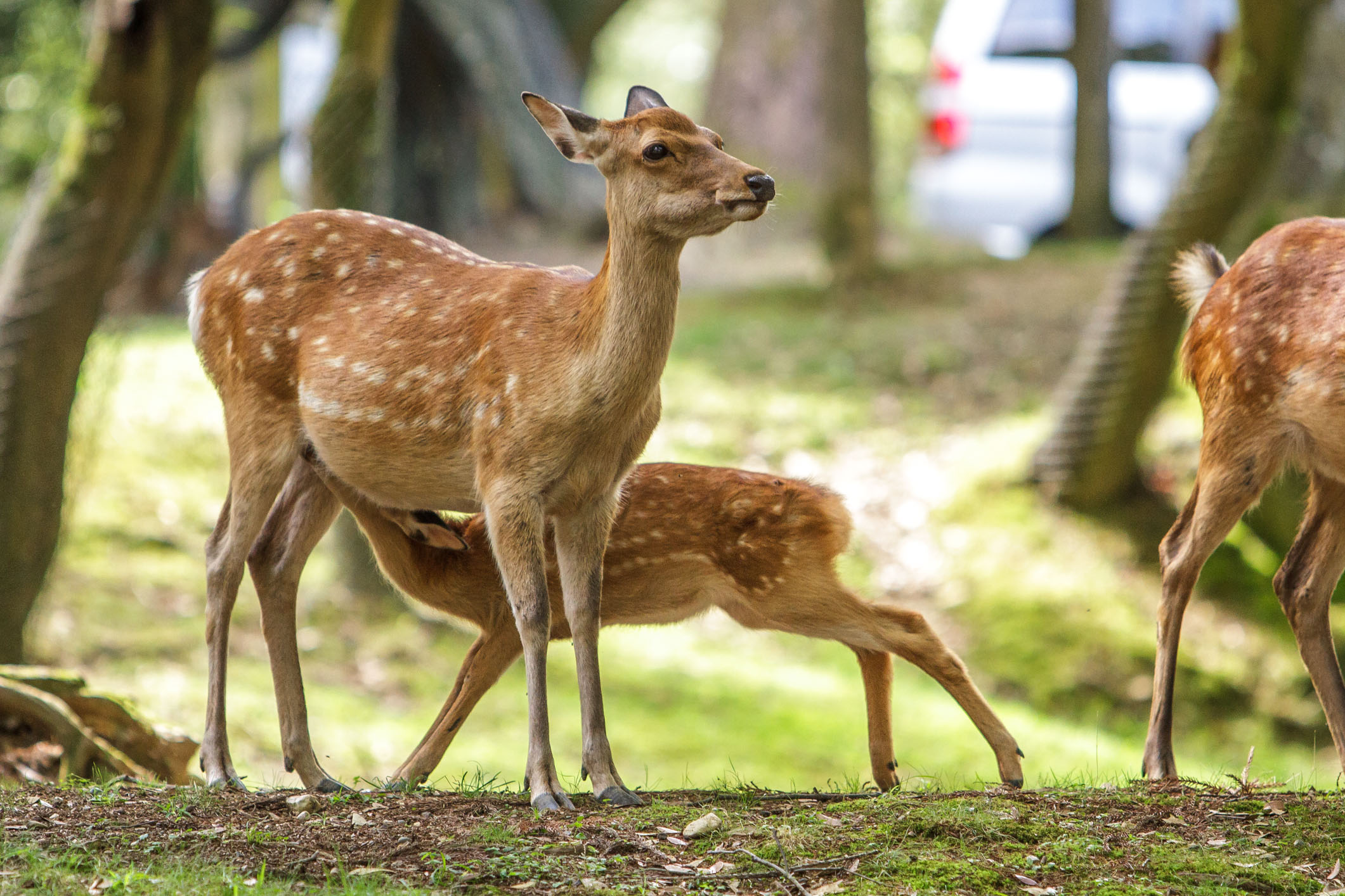 /Guewen/galeries/public/Nature/Japon/Nara-Koen/Cerf-Shika_009.jpg