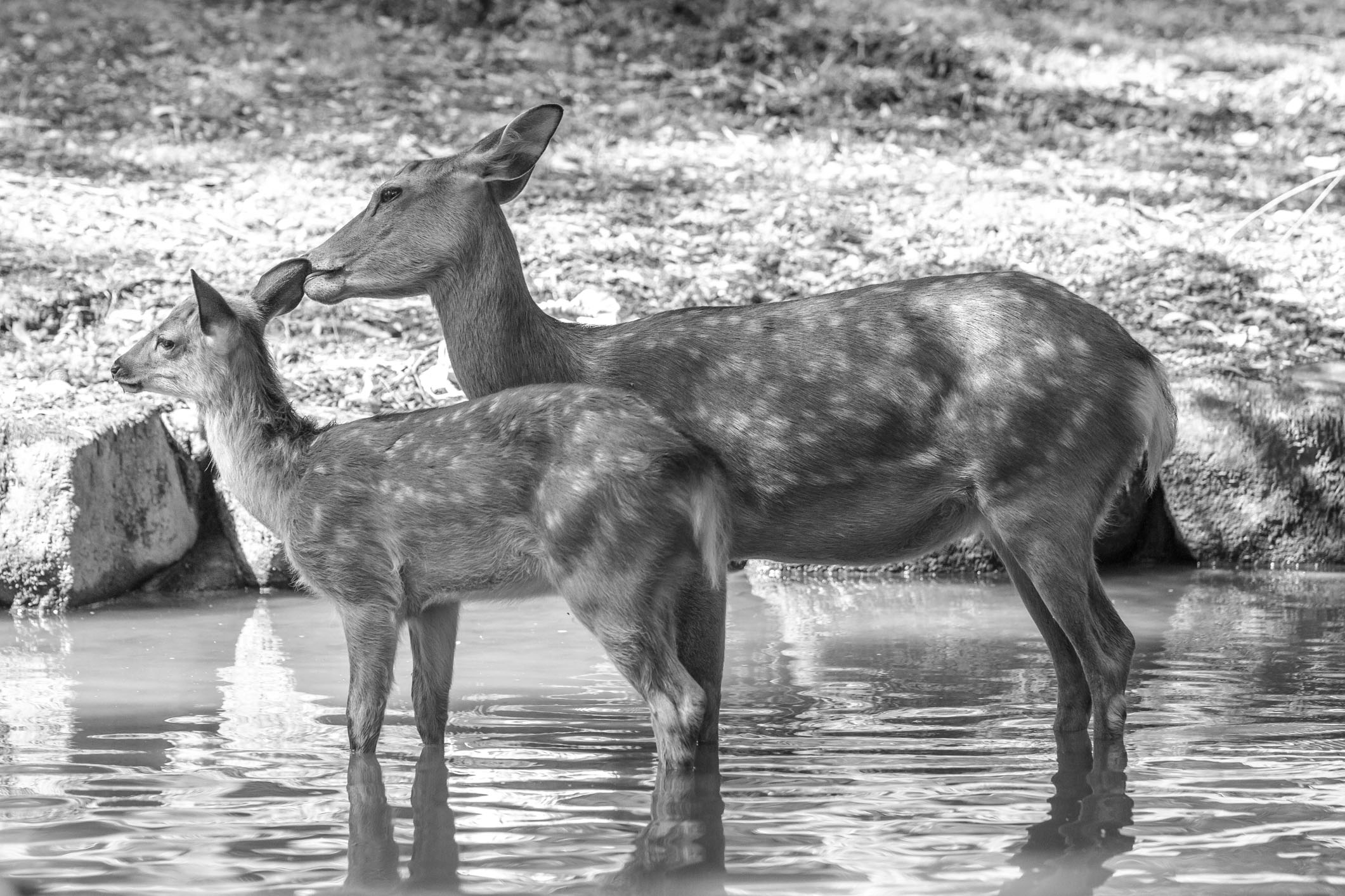 /Guewen/galeries/public/Nature/Japon/Nara-Koen/Cerf-Shika_016.jpg