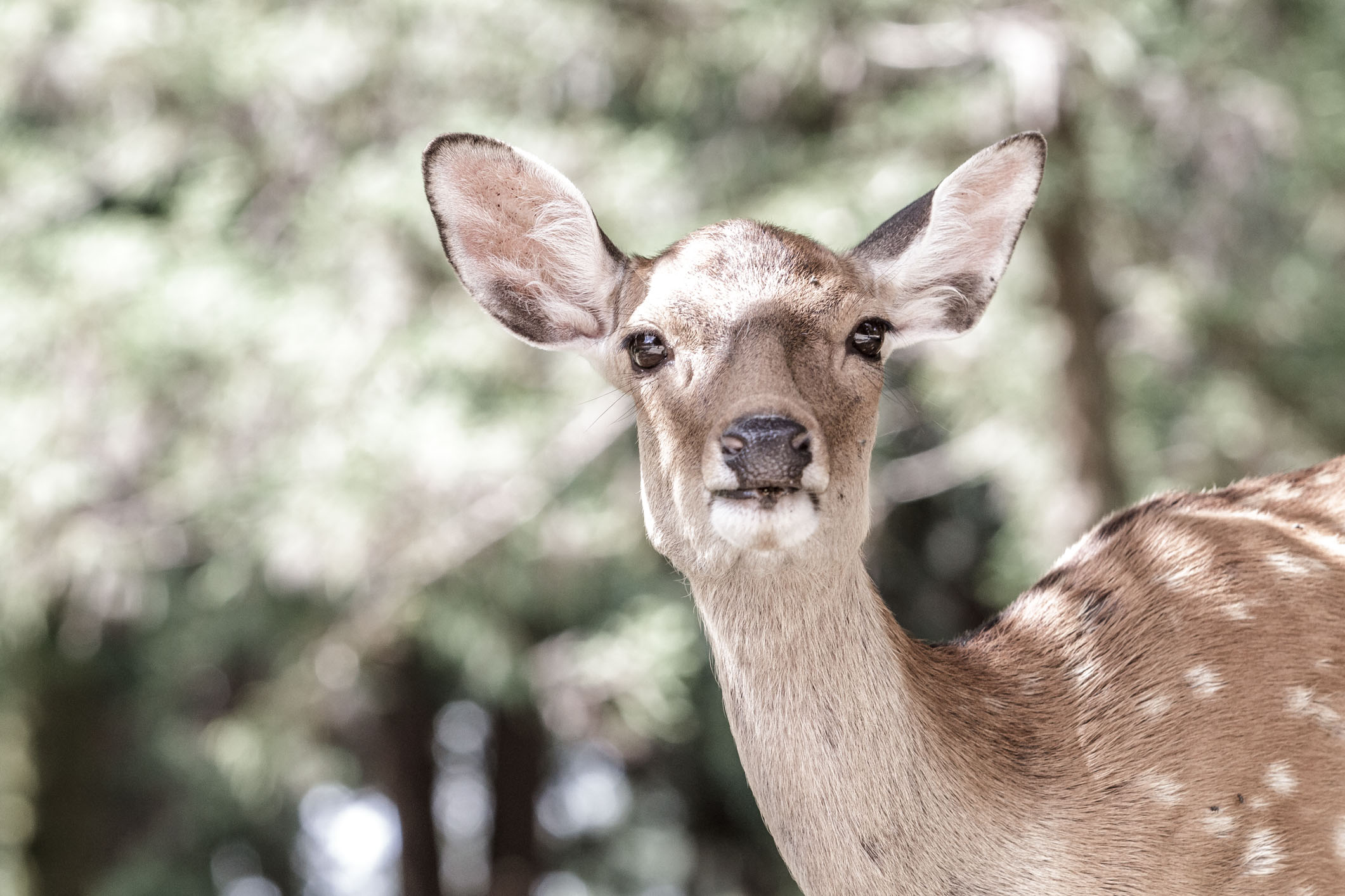 /Guewen/galeries/public/Nature/Japon/Nara-Koen/Cerf-Shika_026.jpg