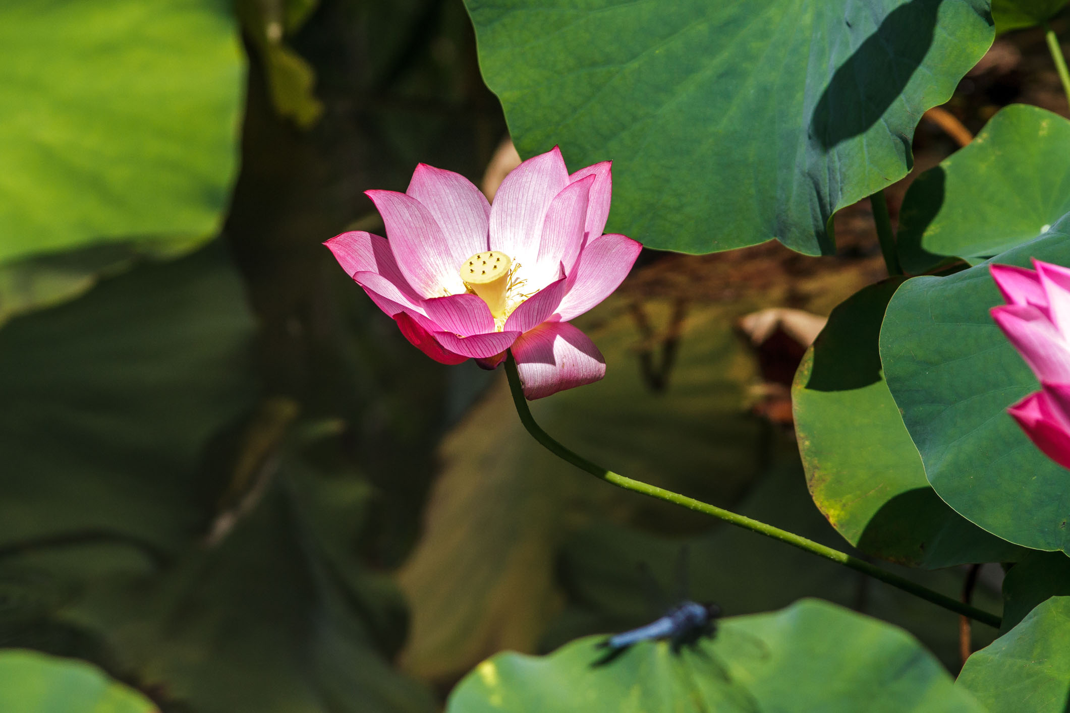 /Guewen/galeries/public/Nature/Japon/flore/hana_014.jpg