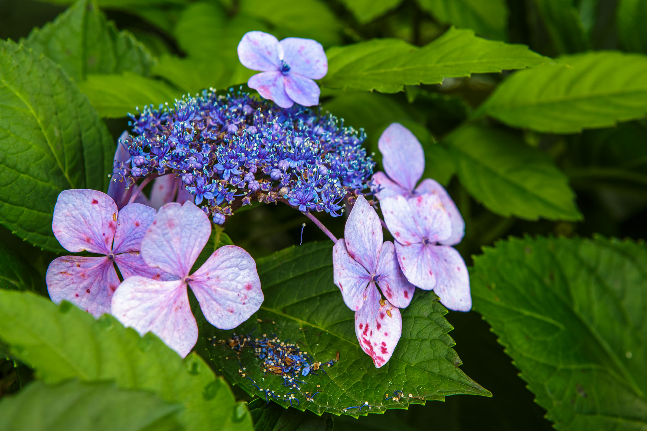 /Guewen/galeries/public/Nature/Japon/flore/hana_022.jpg