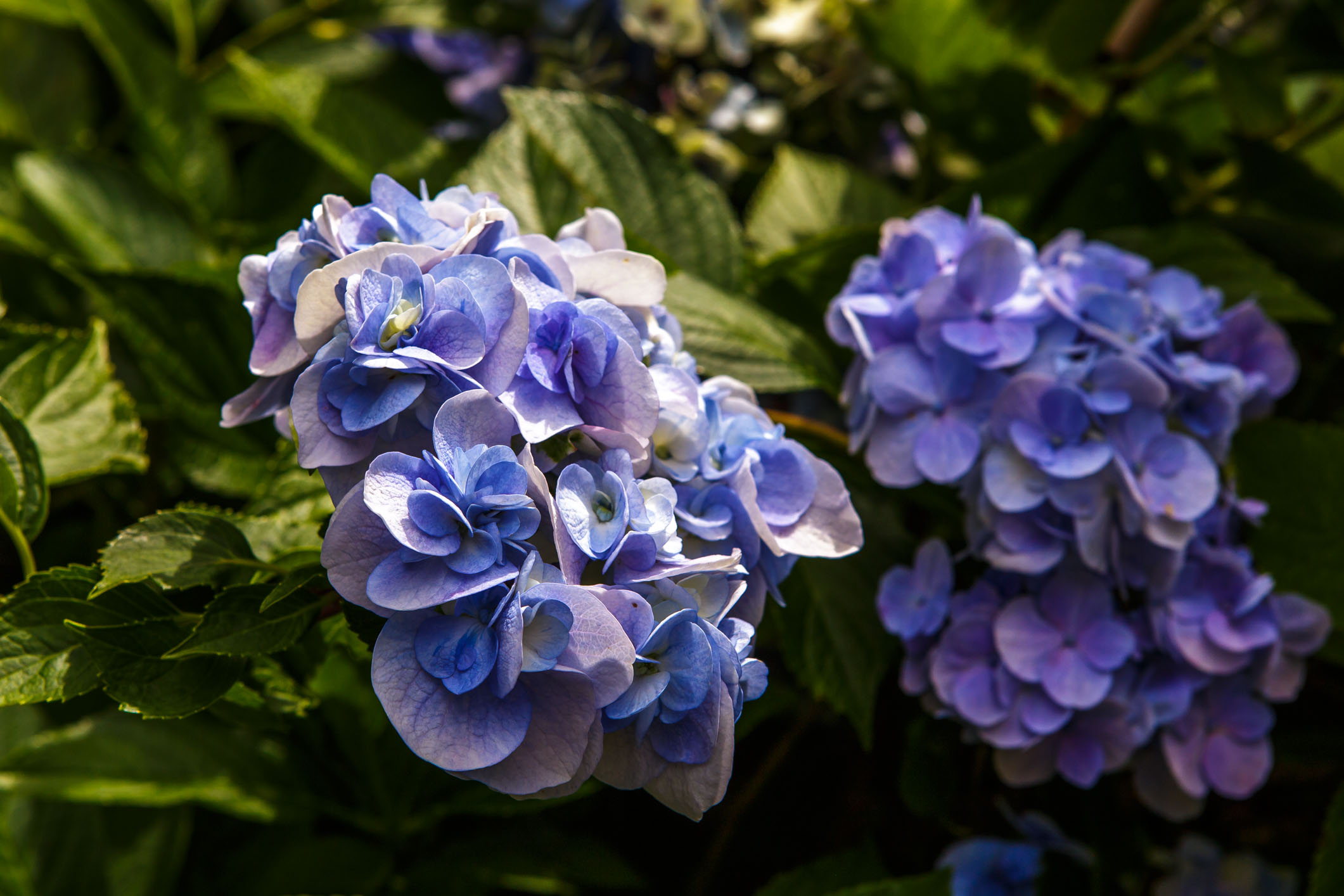 /Guewen/galeries/public/Nature/Japon/flore/hana_033.jpg