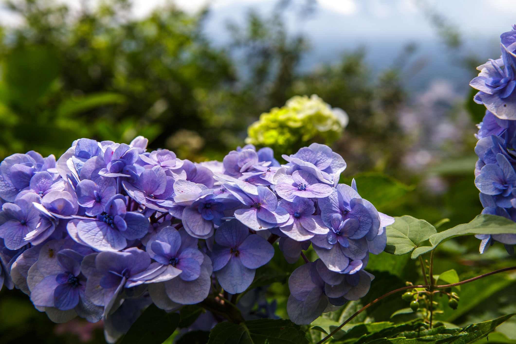 /Guewen/galeries/public/Nature/Japon/flore/hana_038.jpg