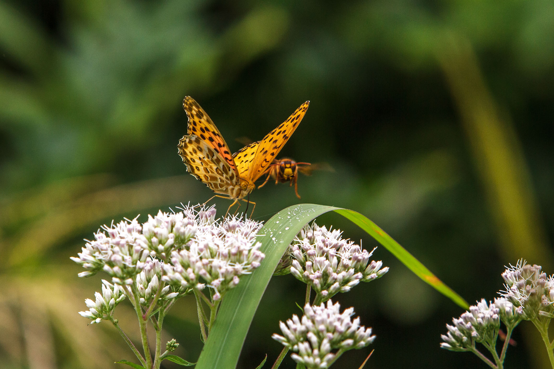 /Guewen/galeries/public/Nature/Japon/insectes/cho_004.jpg