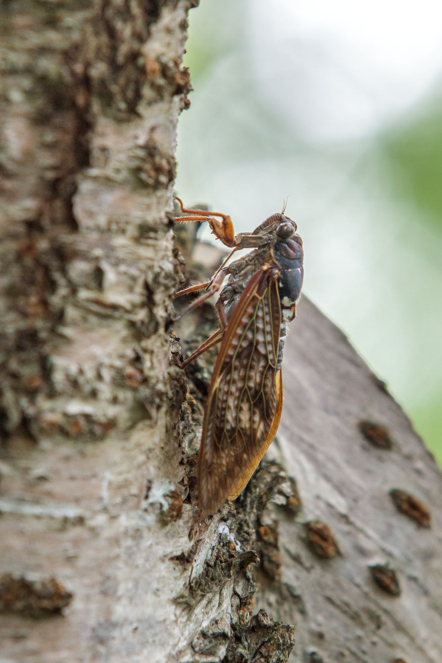 /Guewen/galeries/public/Nature/Japon/insectes/higurashi_001.jpg