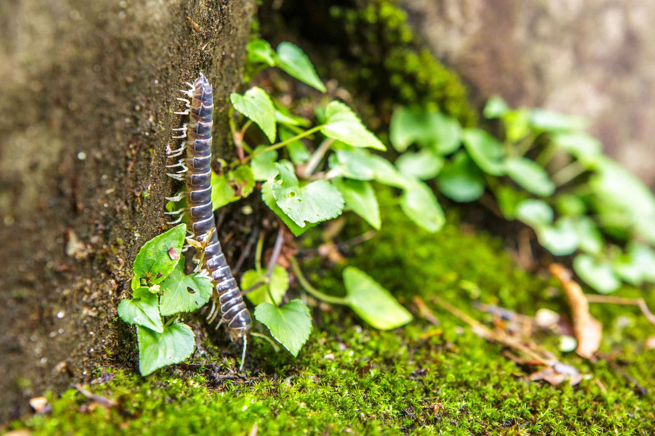 /Guewen/galeries/public/Nature/Japon/insectes/myriapode_002.jpg