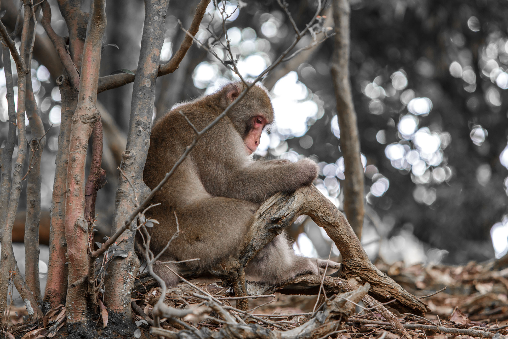 /Guewen/galeries/public/Nature/Japon/macaque-japonais/Macaque-Japonais-Nihonzaru_001.jpg