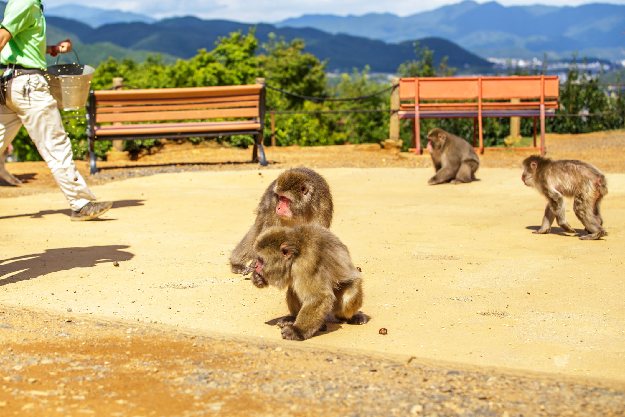 /Guewen/galeries/public/Nature/Japon/macaque-japonais/Macaque-Japonais-Nihonzaru_021.jpg