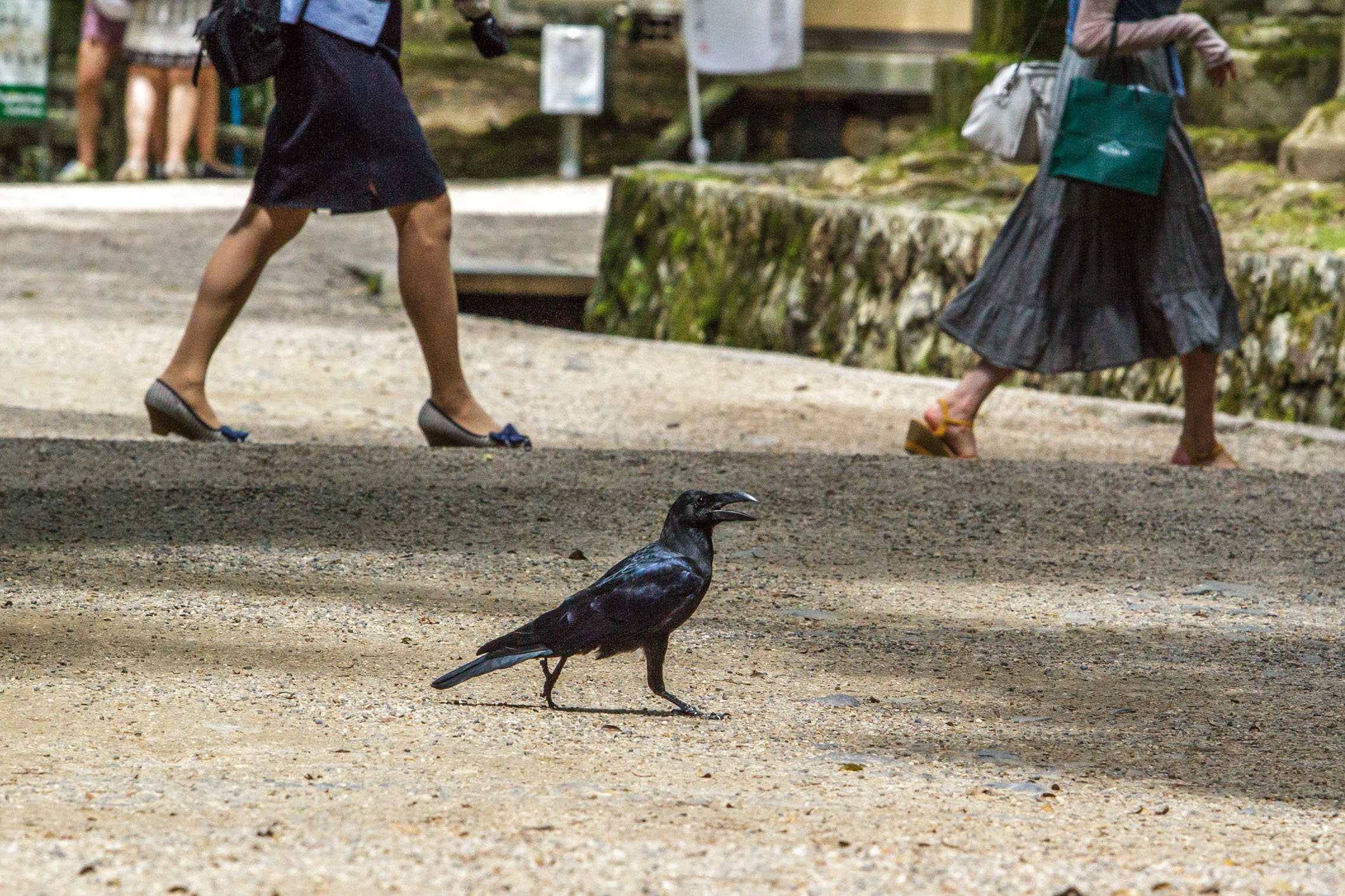 /Guewen/galeries/public/Nature/Japon/oiseaux/divers/Karasu_001.jpg