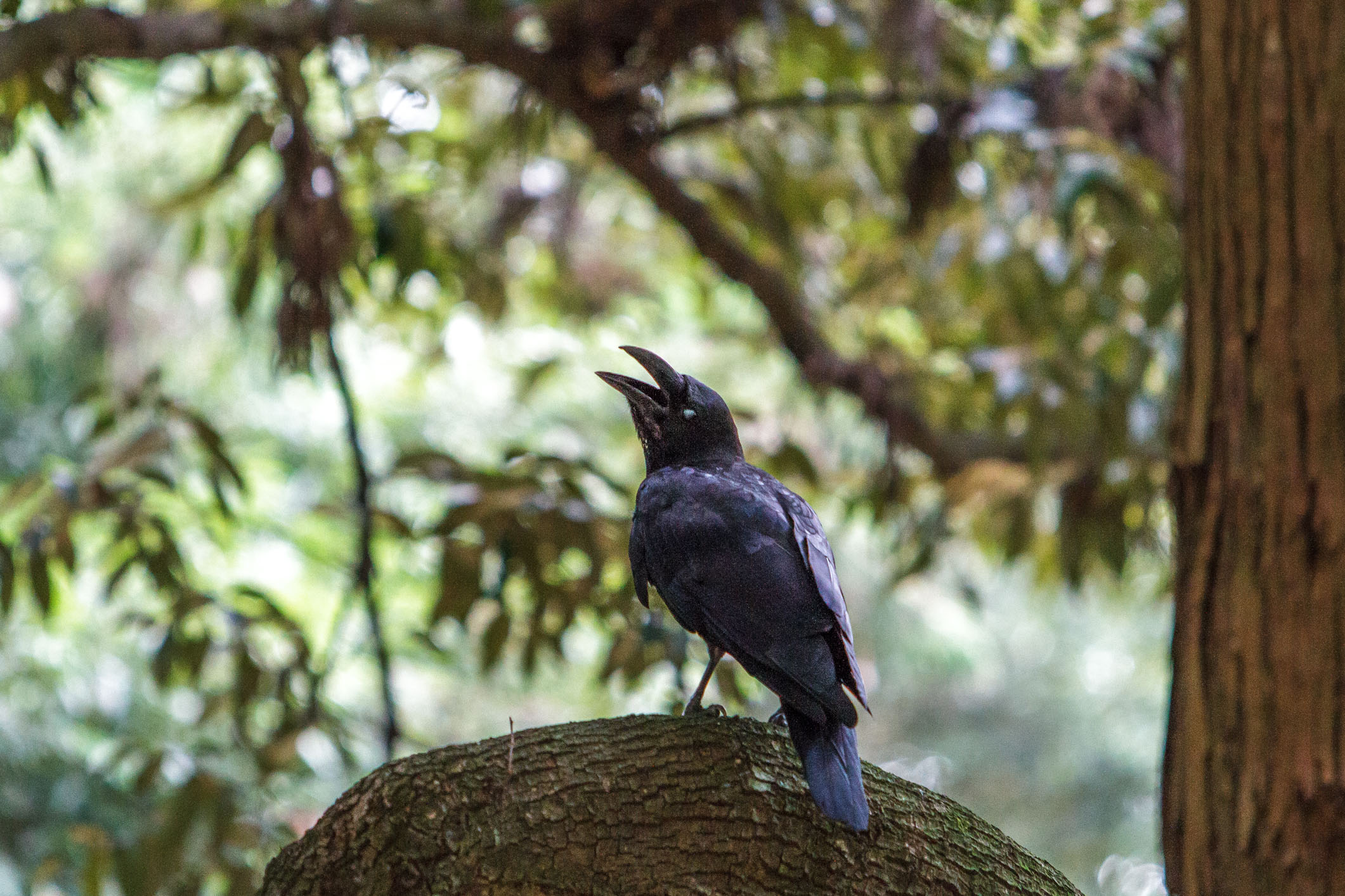 /Guewen/galeries/public/Nature/Japon/oiseaux/divers/Karasu_003.jpg