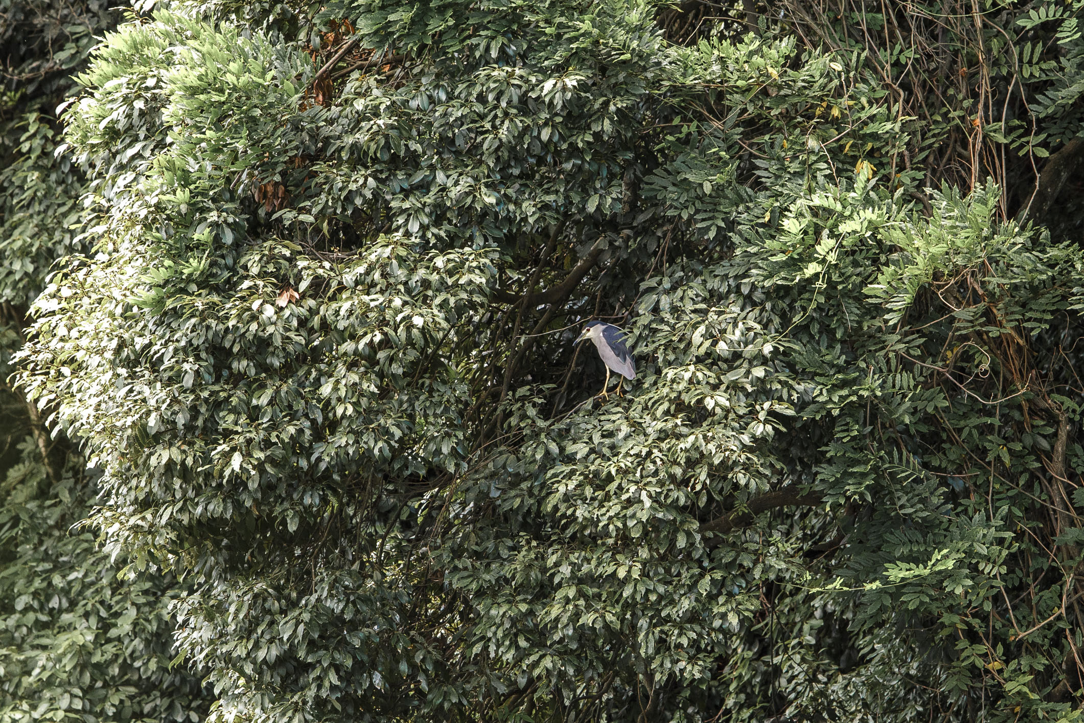 /Guewen/galeries/public/Nature/Japon/oiseaux/divers/Kyoto-Blongios.jpg