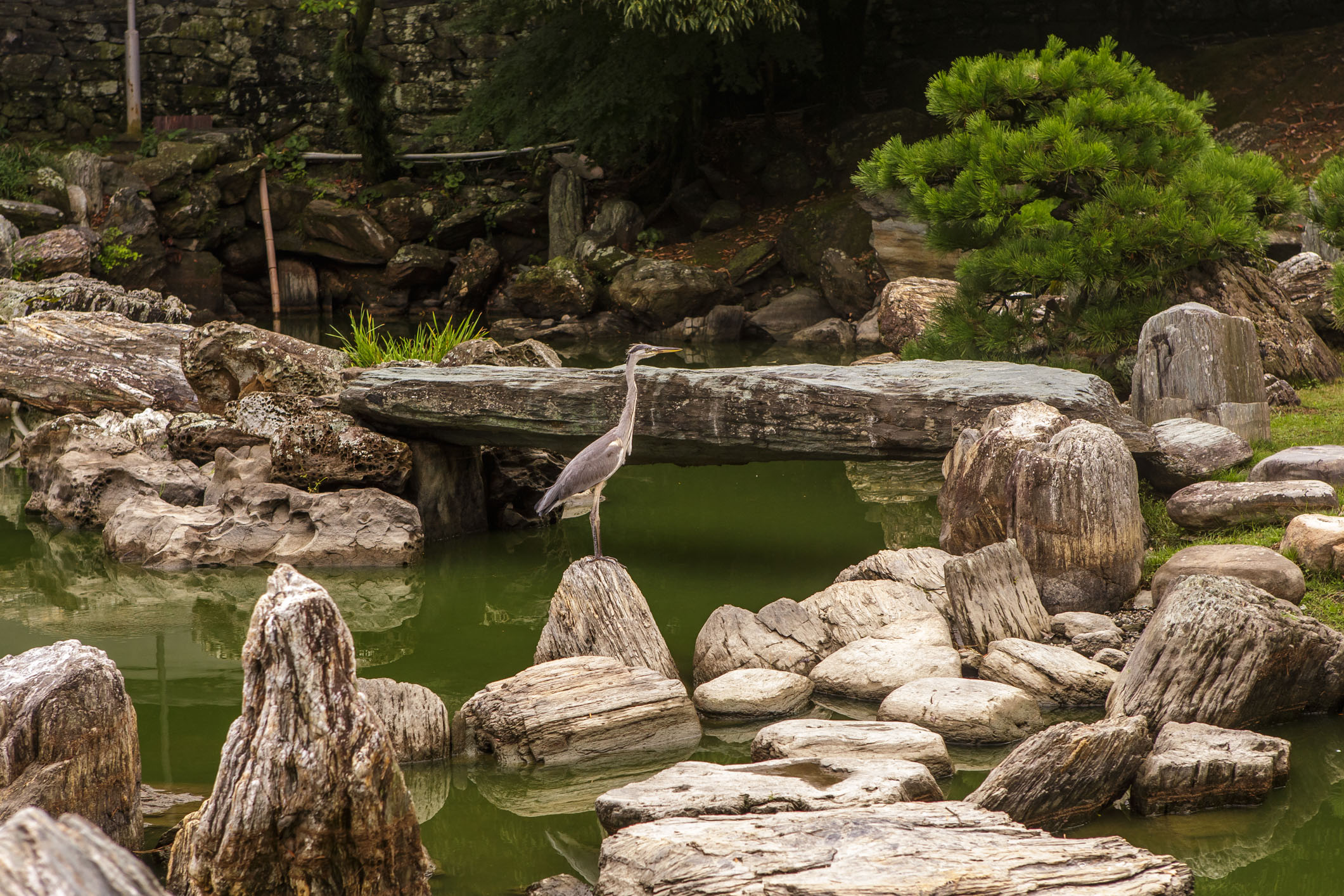 /Guewen/galeries/public/Nature/Japon/oiseaux/herons-aigrettes/Heron-sagi_003.jpg