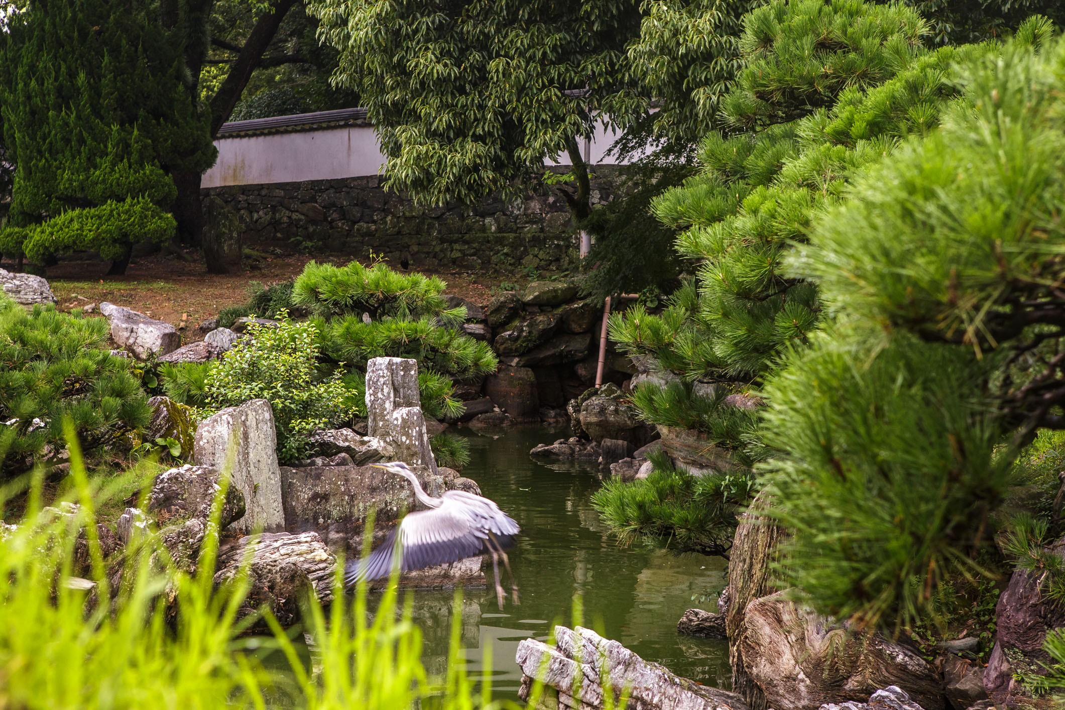 /Guewen/galeries/public/Nature/Japon/oiseaux/herons-aigrettes/Heron-sagi_006.jpg