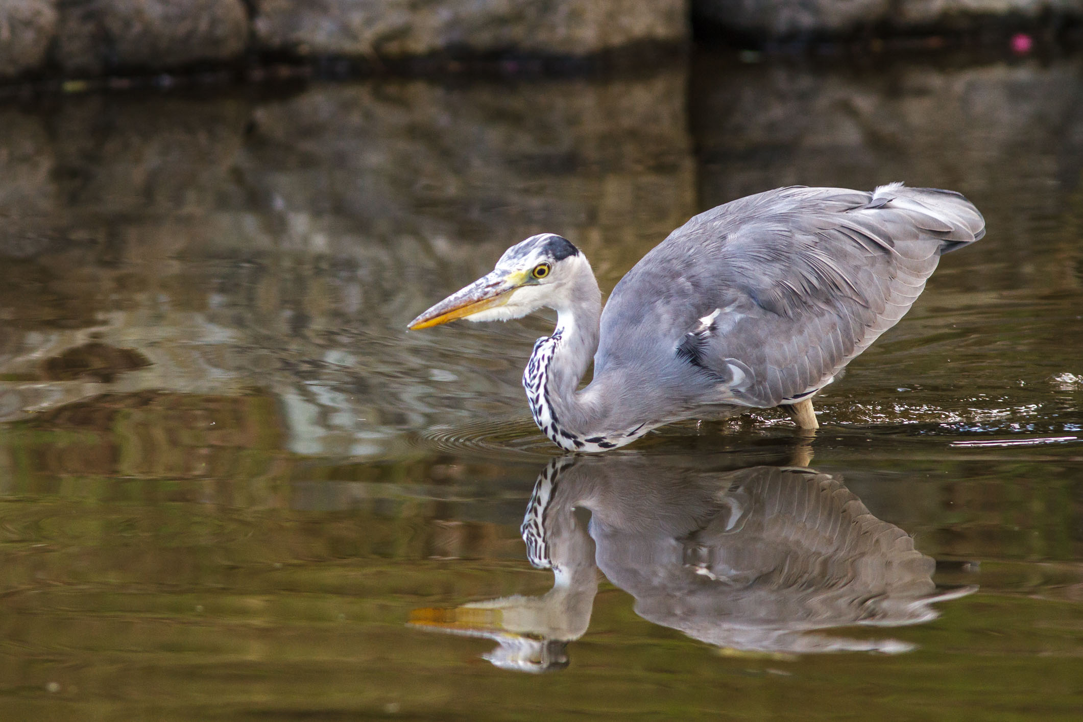 /Guewen/galeries/public/Nature/Japon/oiseaux/herons-aigrettes/Heron-sagi_012.jpg