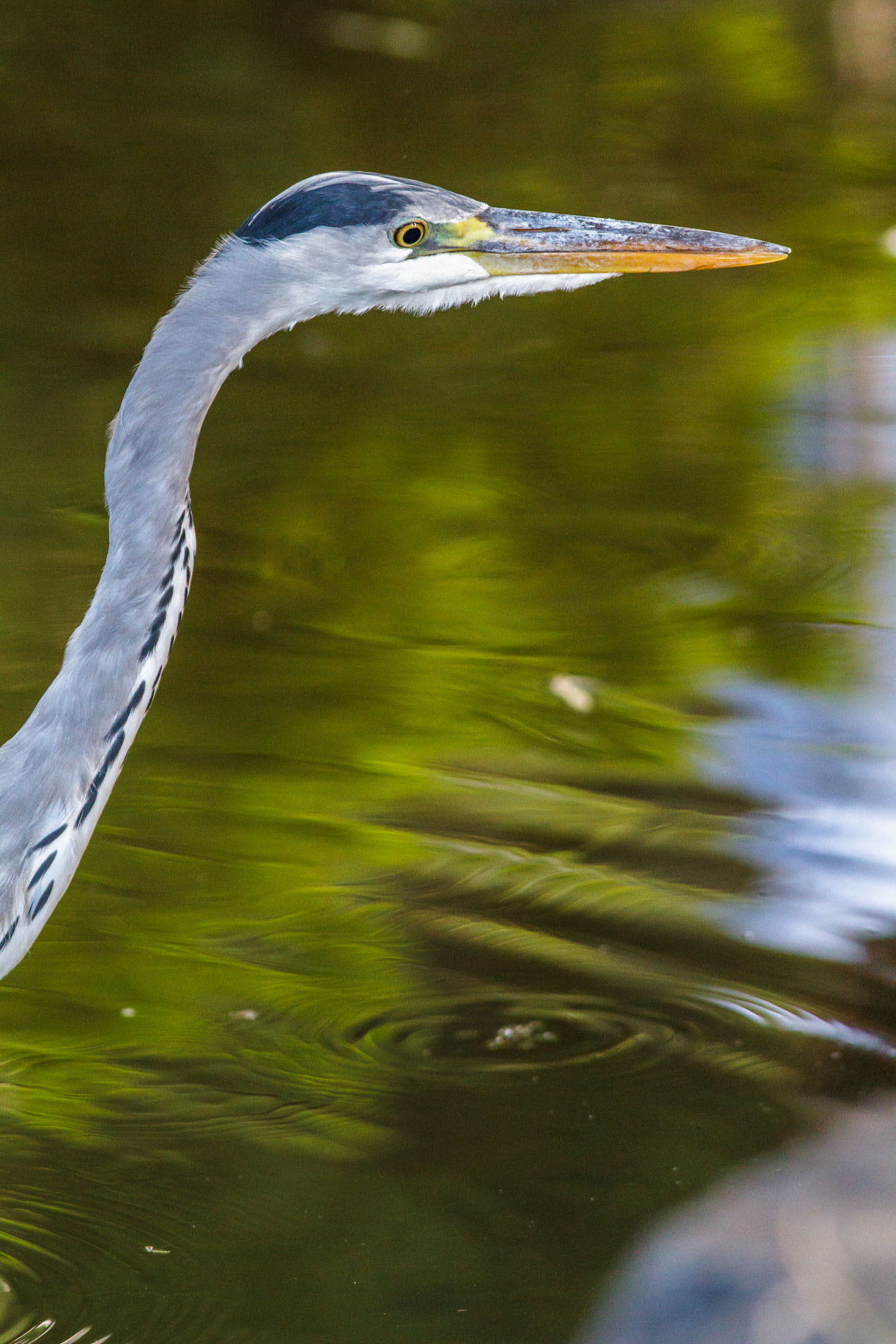 /Guewen/galeries/public/Nature/Japon/oiseaux/herons-aigrettes/Heron-sagi_019.jpg