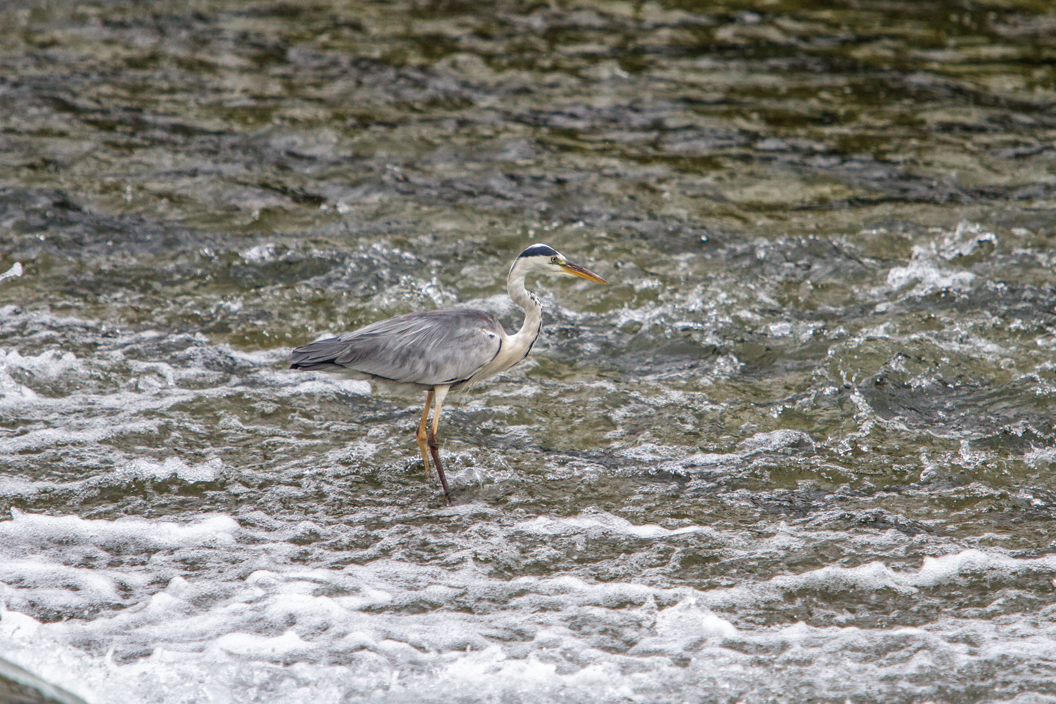/Guewen/galeries/public/Nature/Japon/oiseaux/herons-aigrettes/Heron-sagi_020.jpg