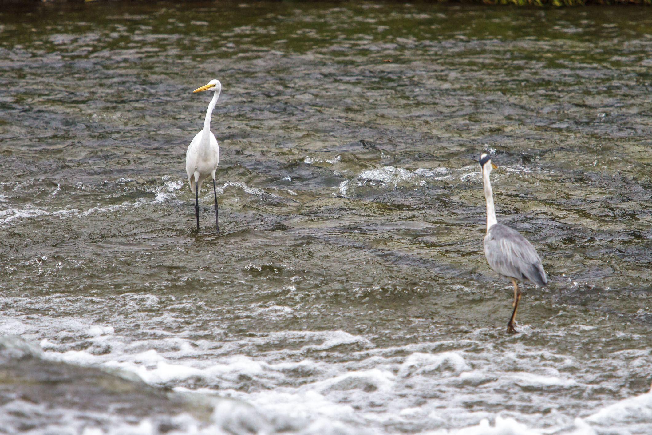 /Guewen/galeries/public/Nature/Japon/oiseaux/herons-aigrettes/Heron-sagi_022.jpg