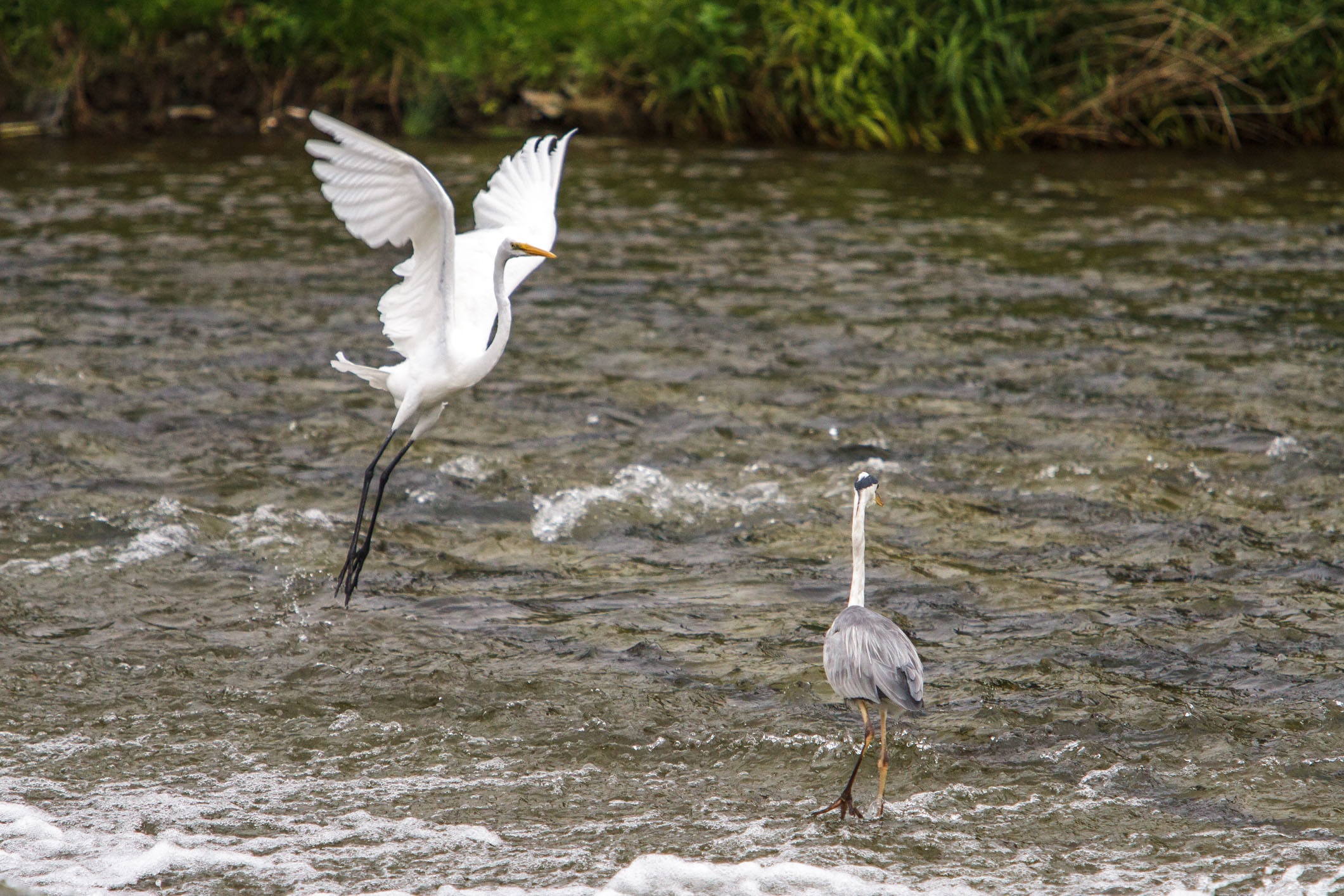 /Guewen/galeries/public/Nature/Japon/oiseaux/herons-aigrettes/Heron-sagi_024.jpg
