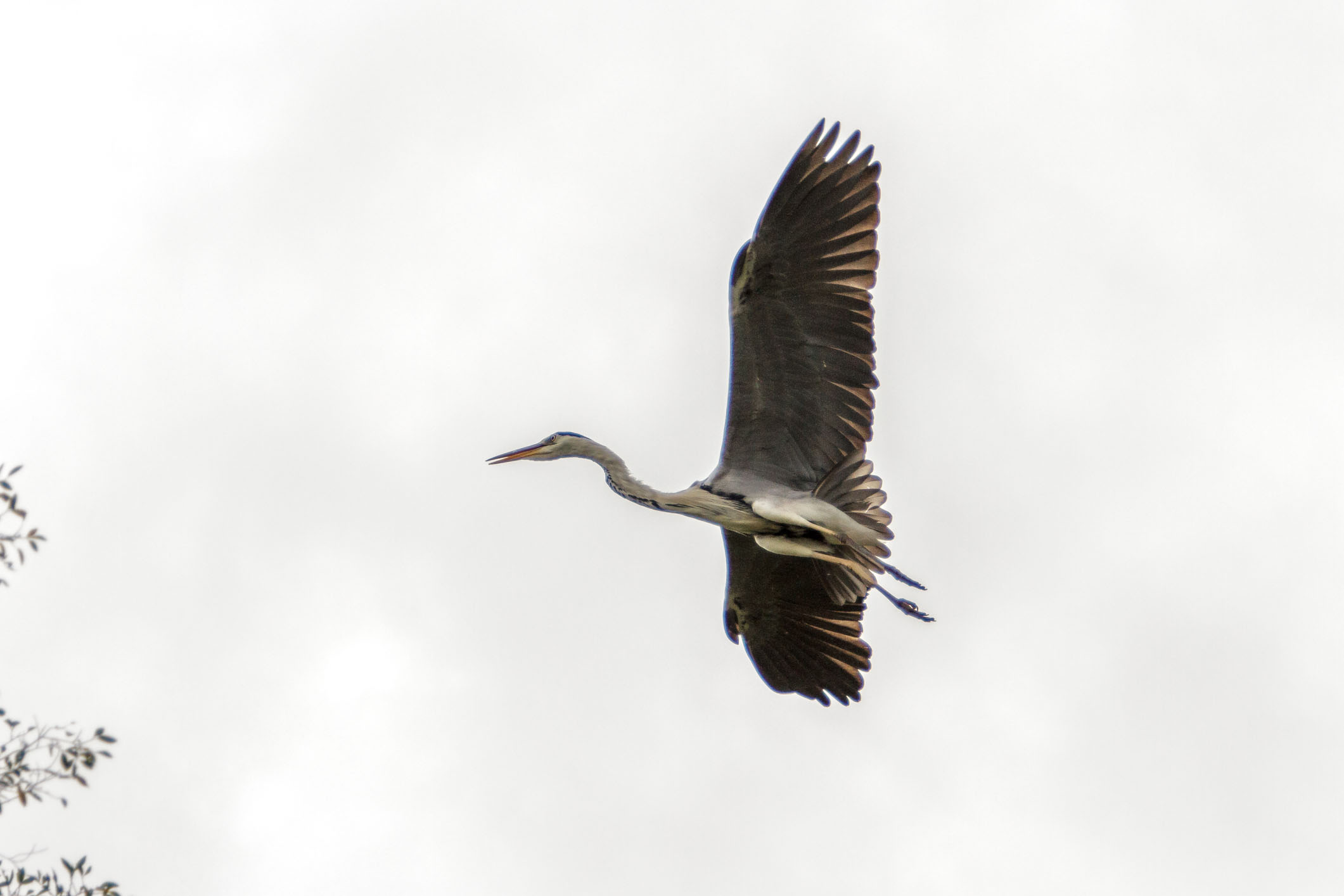 /Guewen/galeries/public/Nature/Japon/oiseaux/herons-aigrettes/Heron-sagi_033.jpg