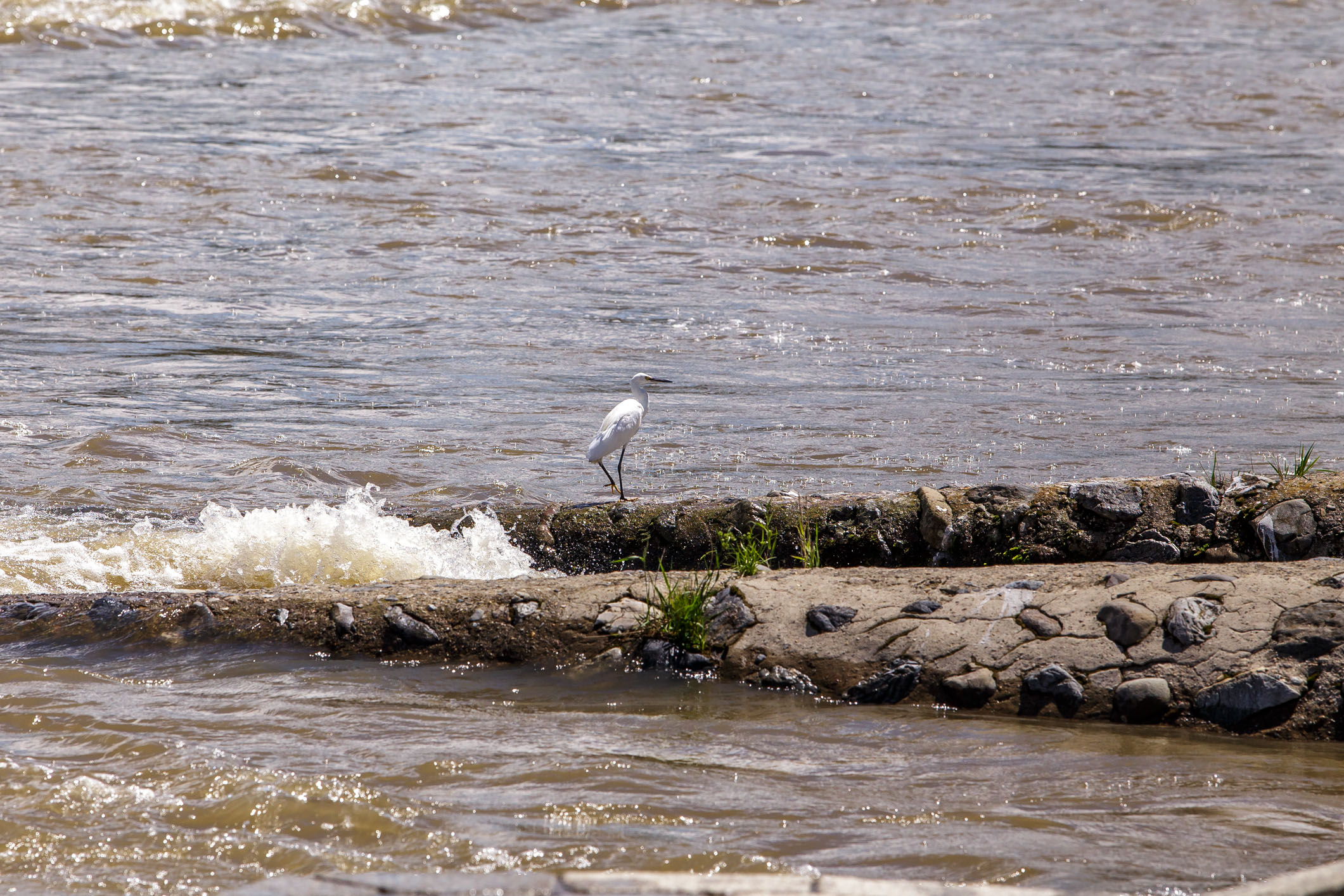 /Guewen/galeries/public/Nature/Japon/oiseaux/herons-aigrettes/Kyoto-aigrette_002.jpg