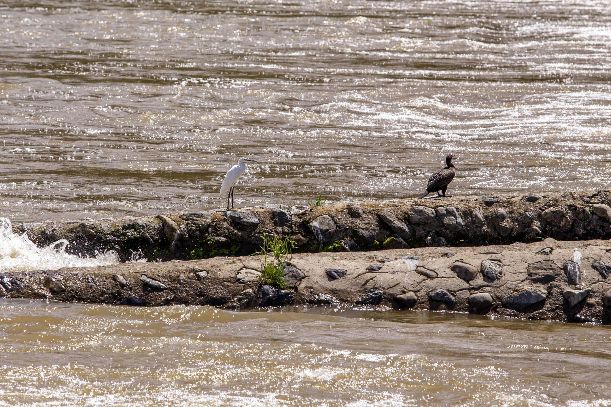 /Guewen/galeries/public/Nature/Japon/oiseaux/herons-aigrettes/Kyoto-aigrette_003.jpg
