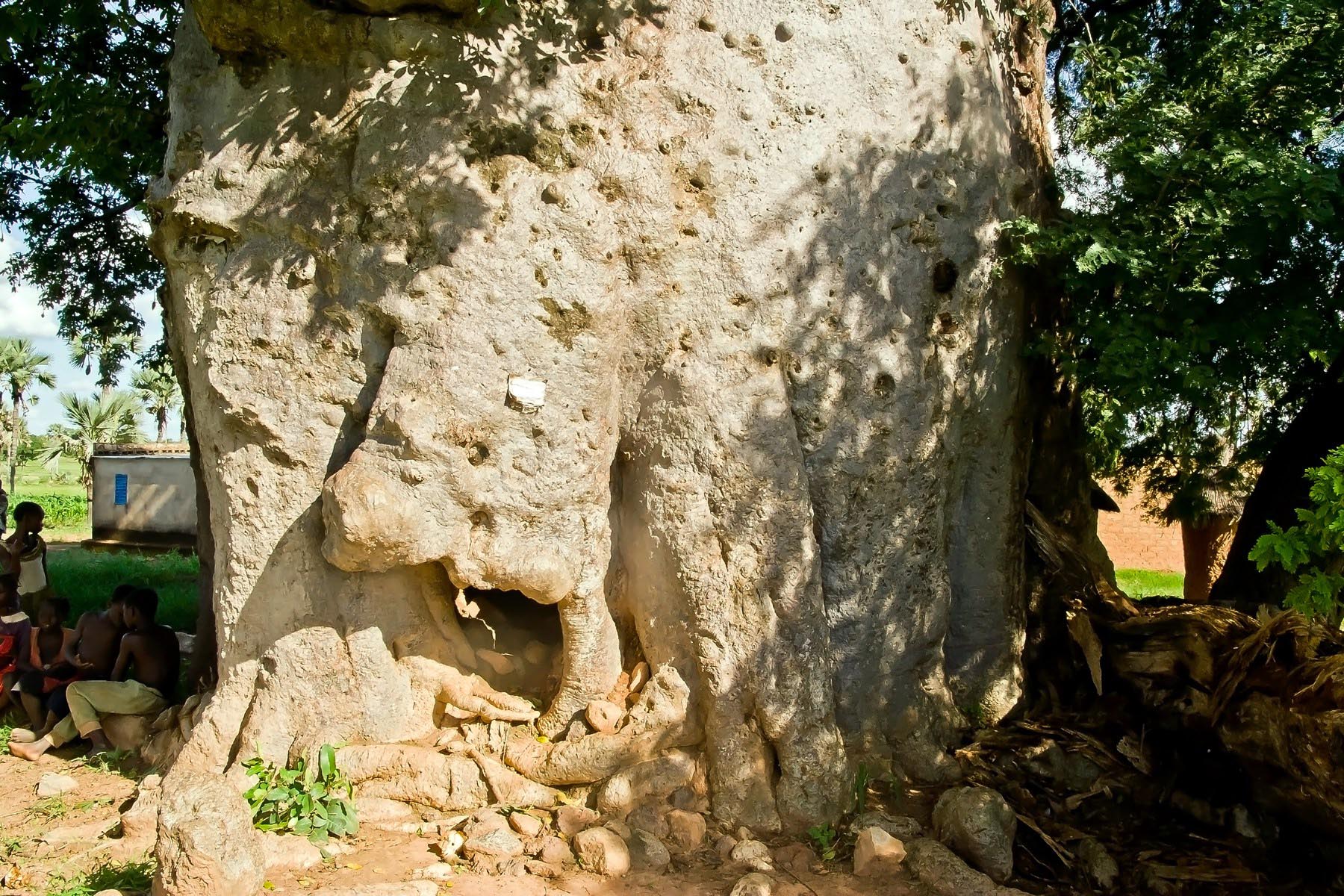 /Guewen/galeries/public/Voyages/Burkina_Faso/baobab/Baobab_sacre_004.jpg