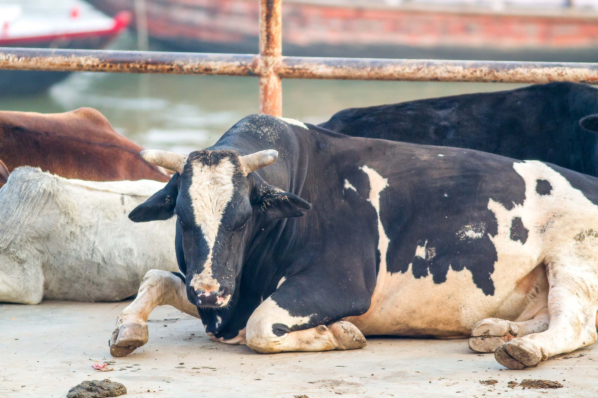 /Guewen/galeries/public/Voyages/Inde/varanasi/gath/gath-3/Varanasi-gath_219.jpg