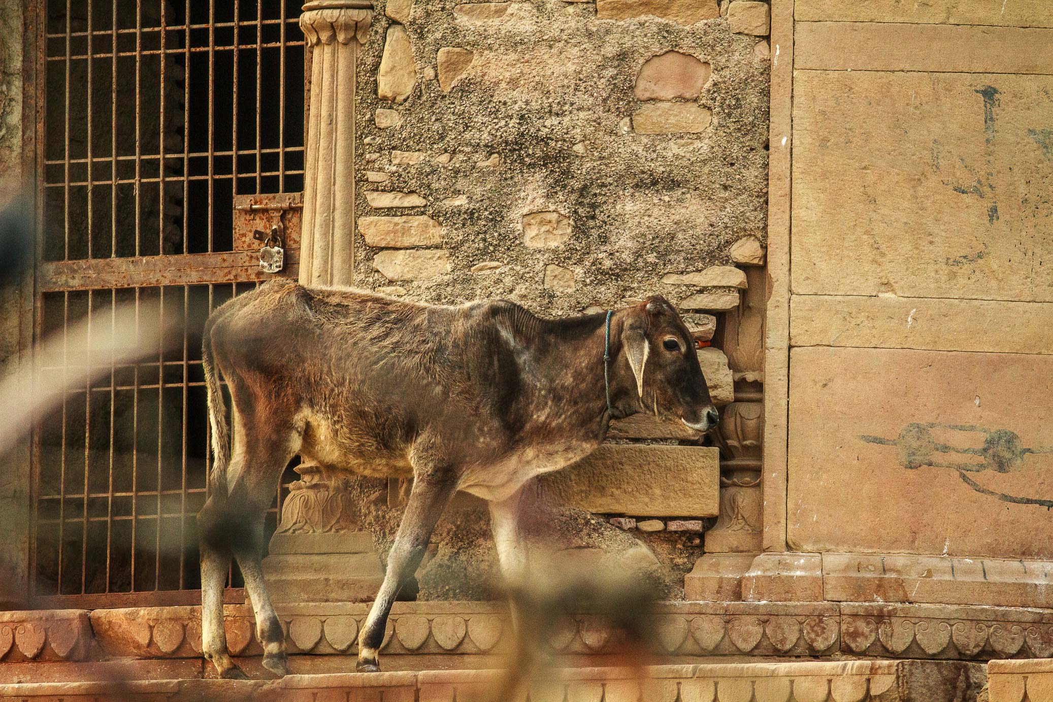 /Guewen/galeries/public/Voyages/Inde/varanasi/gath/gath-4/Varanasi-gath_298.jpg