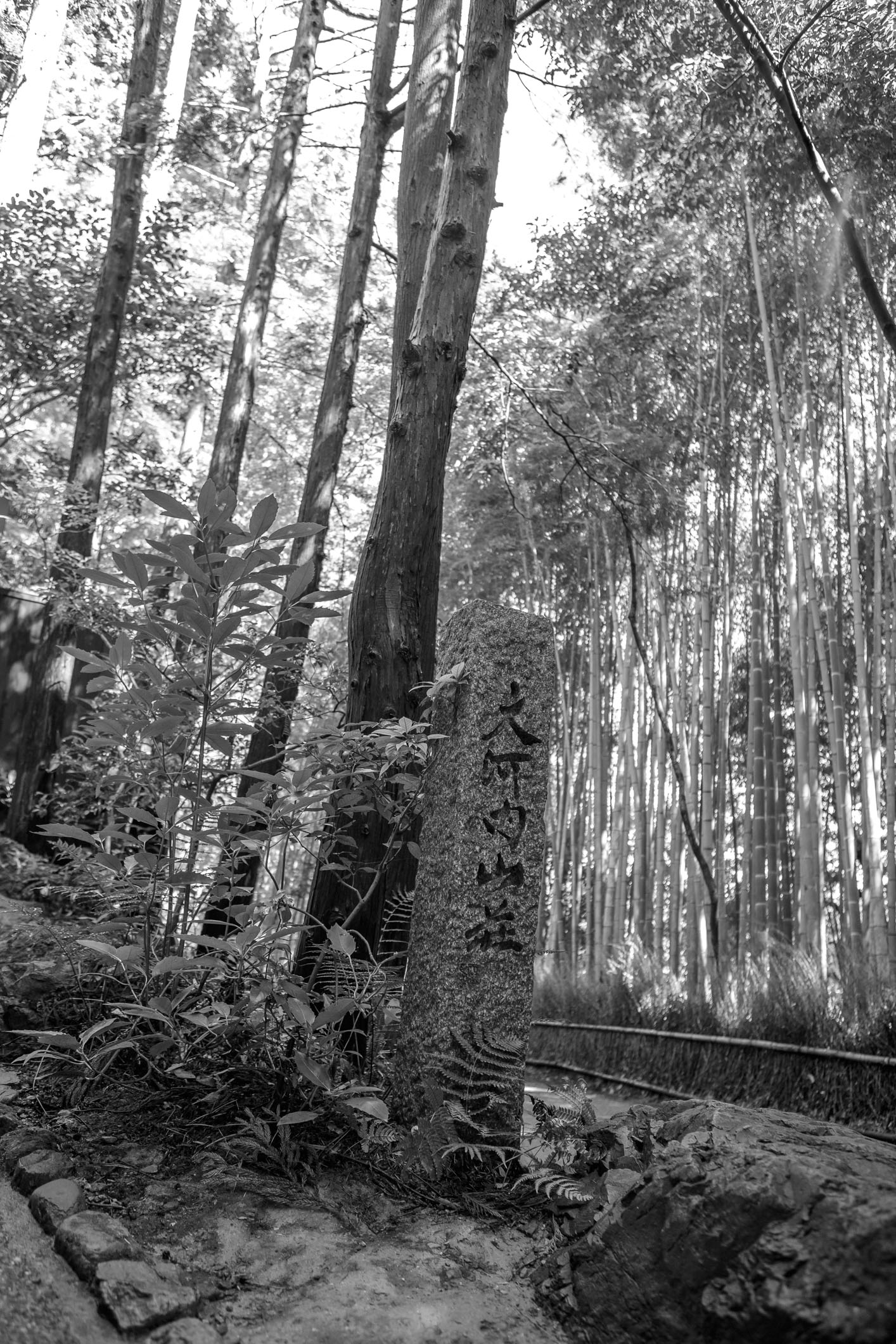 /Guewen/galeries/public/Voyages/Japon/kyoto/Bambou/Sagano_015.jpg