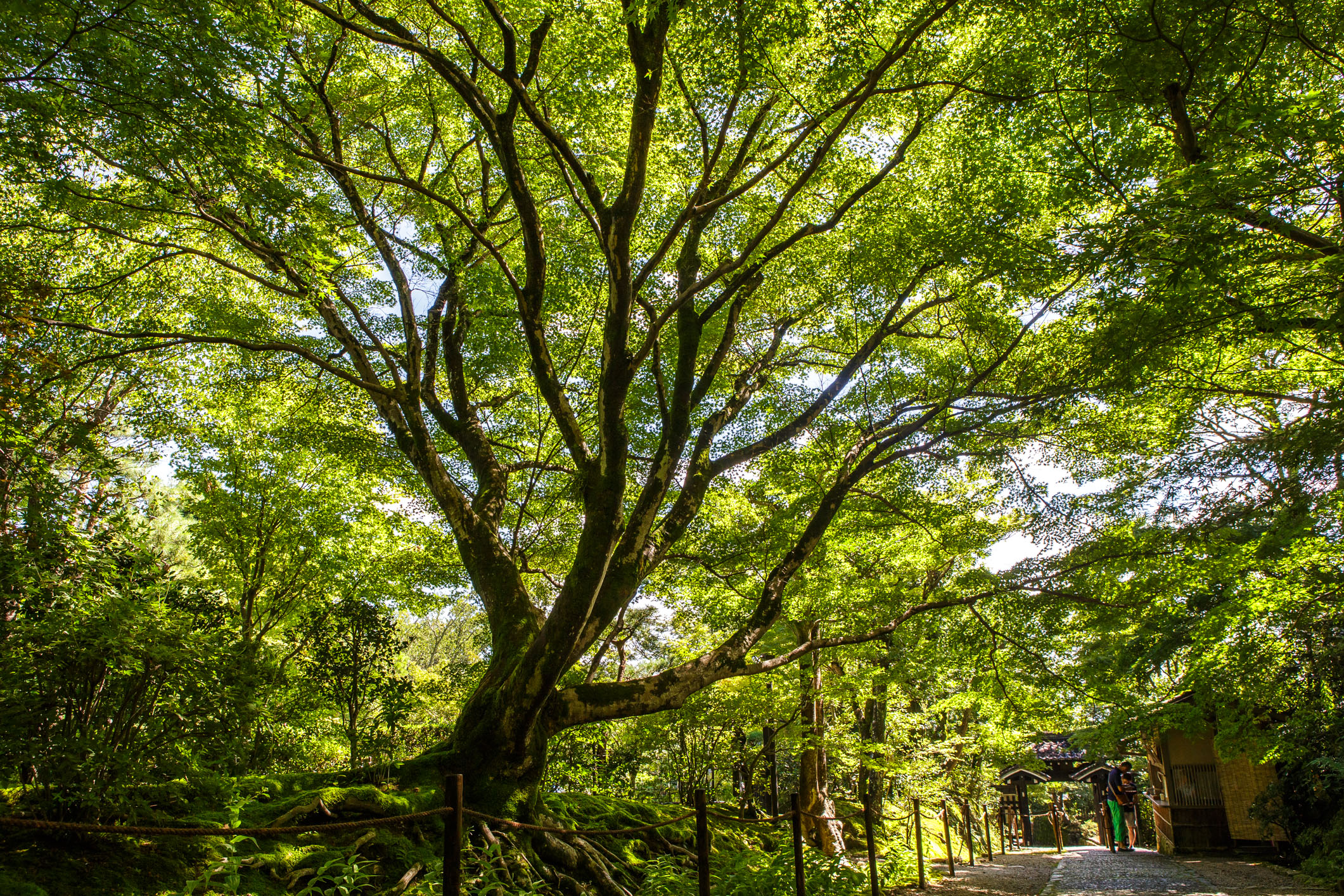 /Guewen/galeries/public/Voyages/Japon/kyoto/temples/Kyoto-temple_008.jpg
